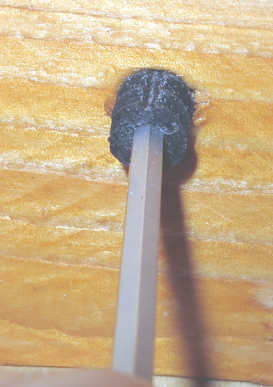 Rubber plug for wood worm treatment