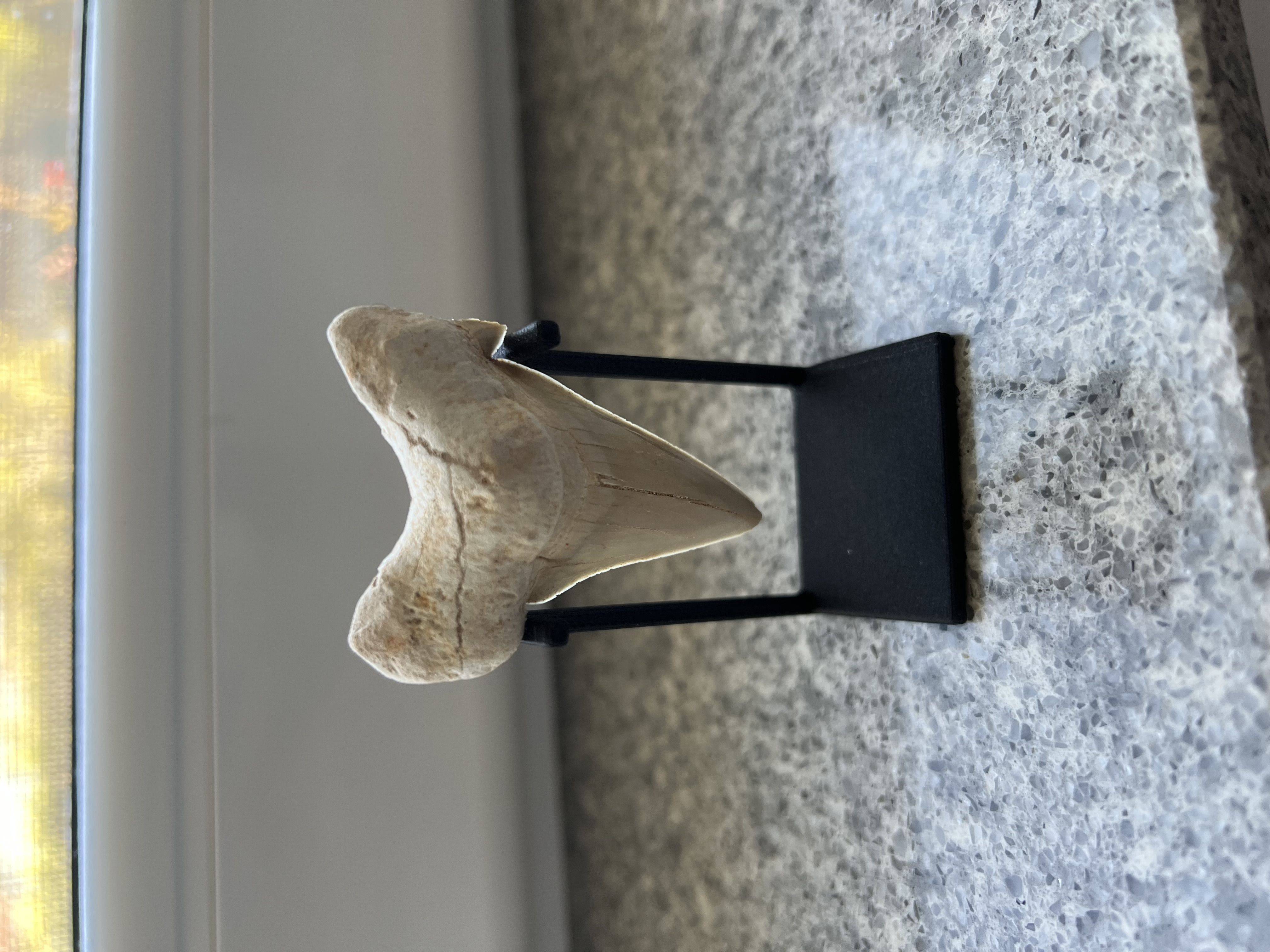 Shark Tooth Holder