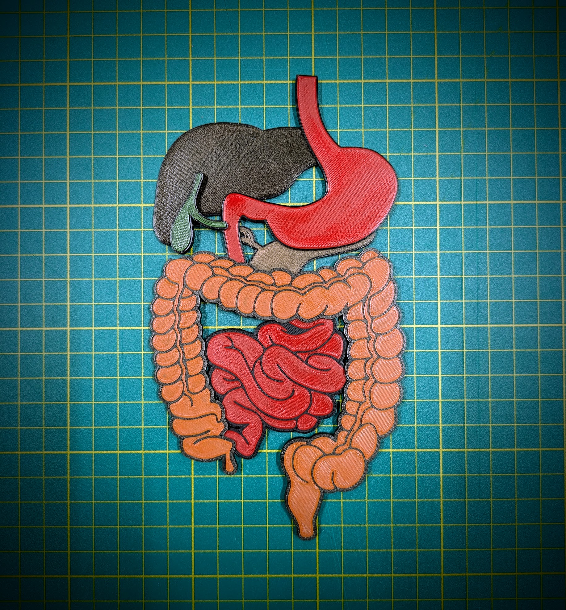 Lower Abdomen 3D puzzle by Nygaard Design Download free STL model