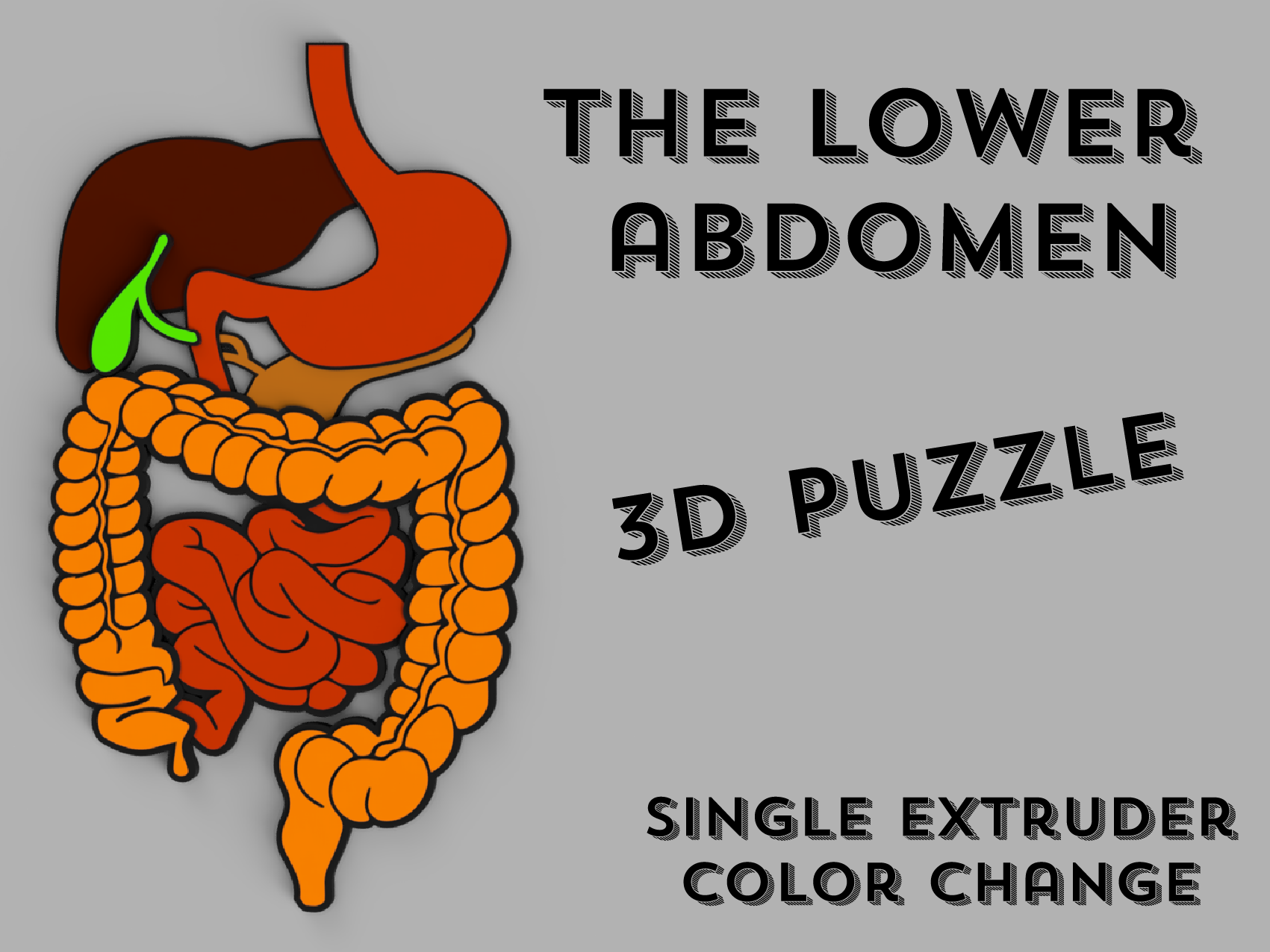 Lower Abdomen 3D puzzle
