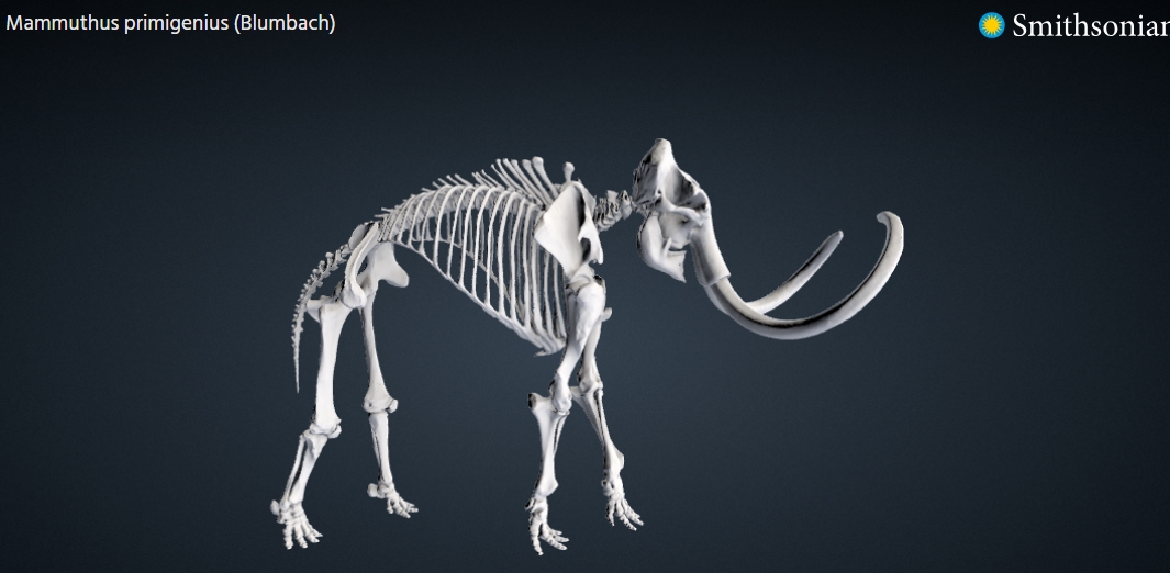 Woolly Mammoth Skeleton
