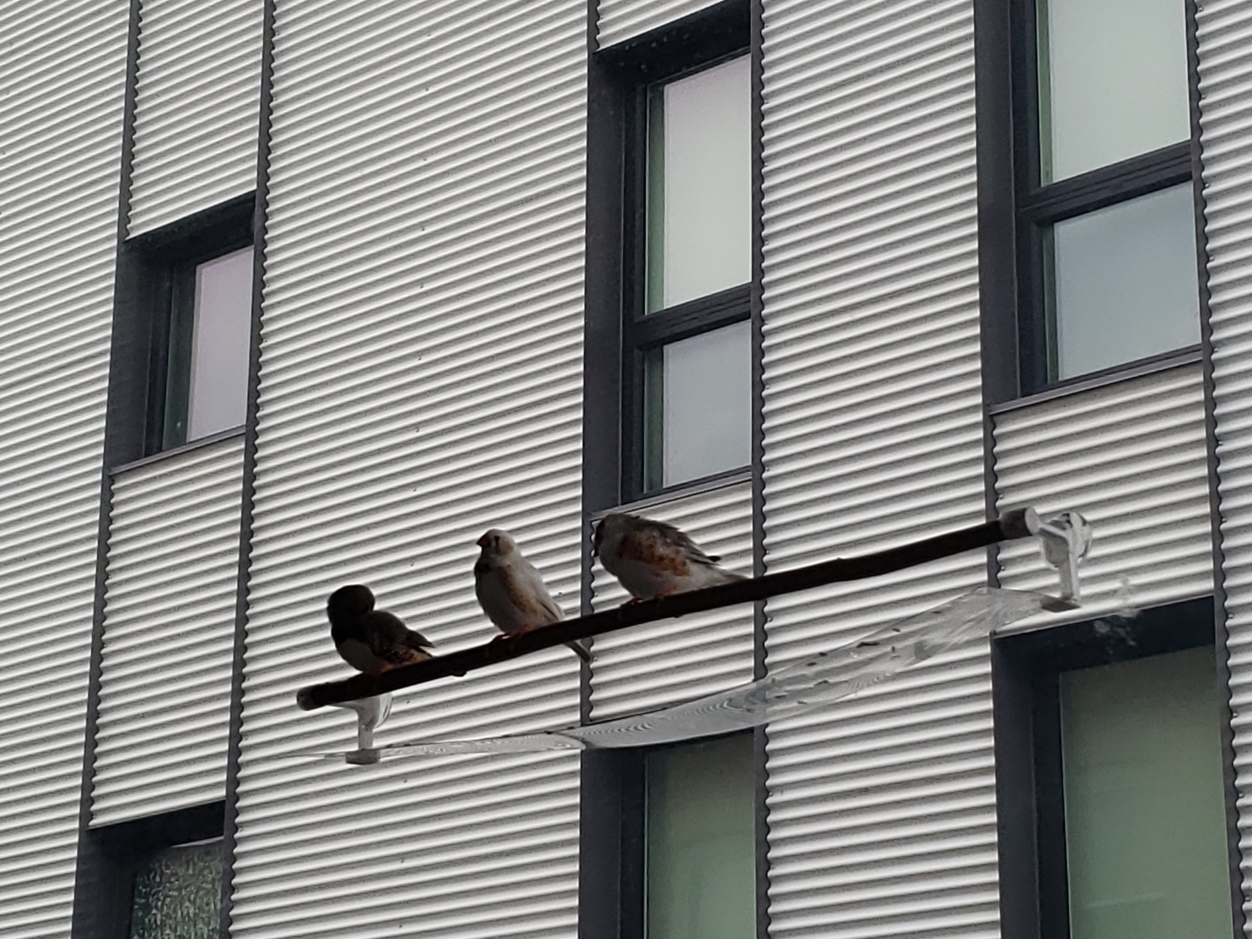 Window Perch with Guard — miniatura 2
