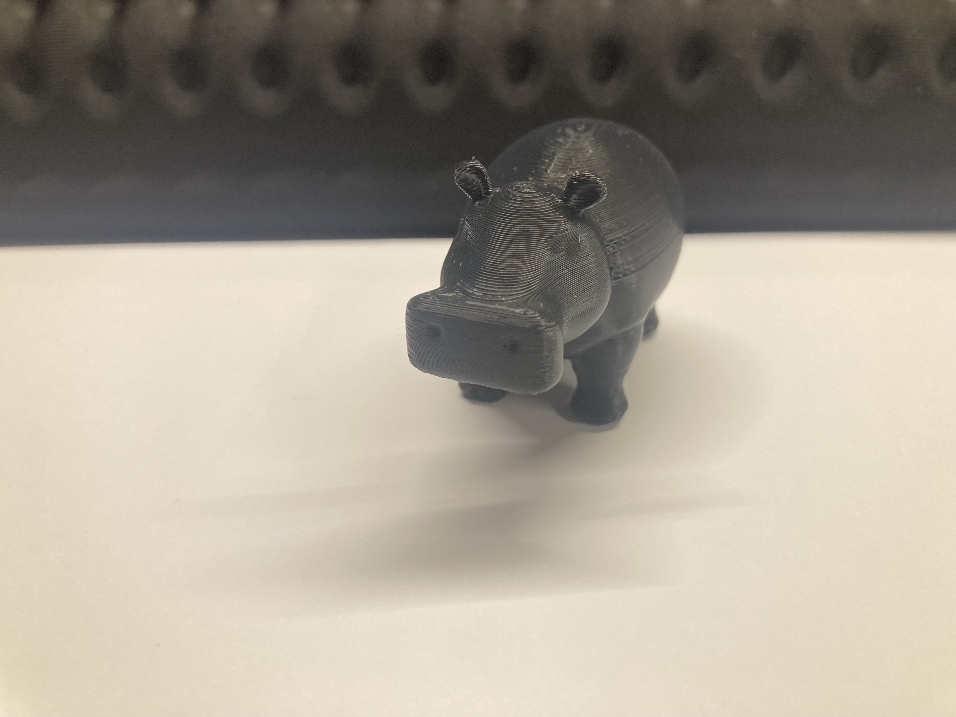 Hippopotamus