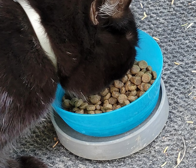 Ant Proof Pet Food Bowl Platform