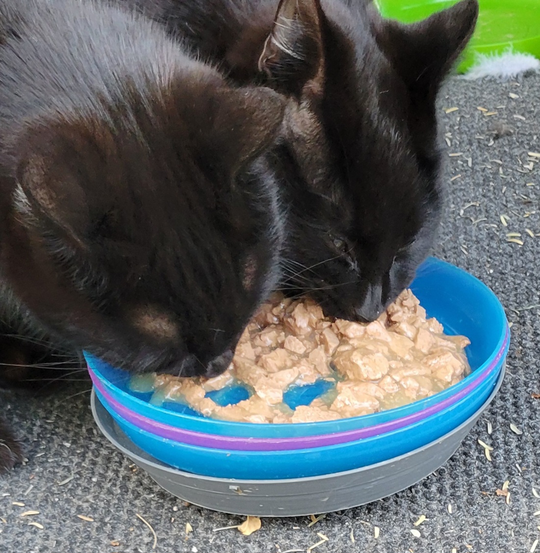 Ant Proof Pet Food Bowl Platform — miniatura 3