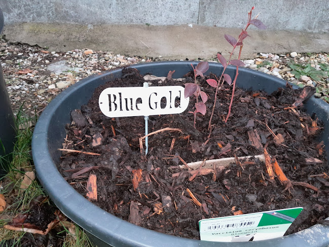 blueberry sign label