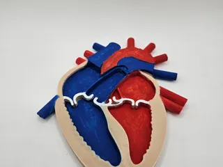 Heart Anatomy by Jhavitxu | Download free STL model | Printables.com
