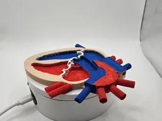 Heart Anatomy by Jhavitxu | Download free STL model | Printables.com