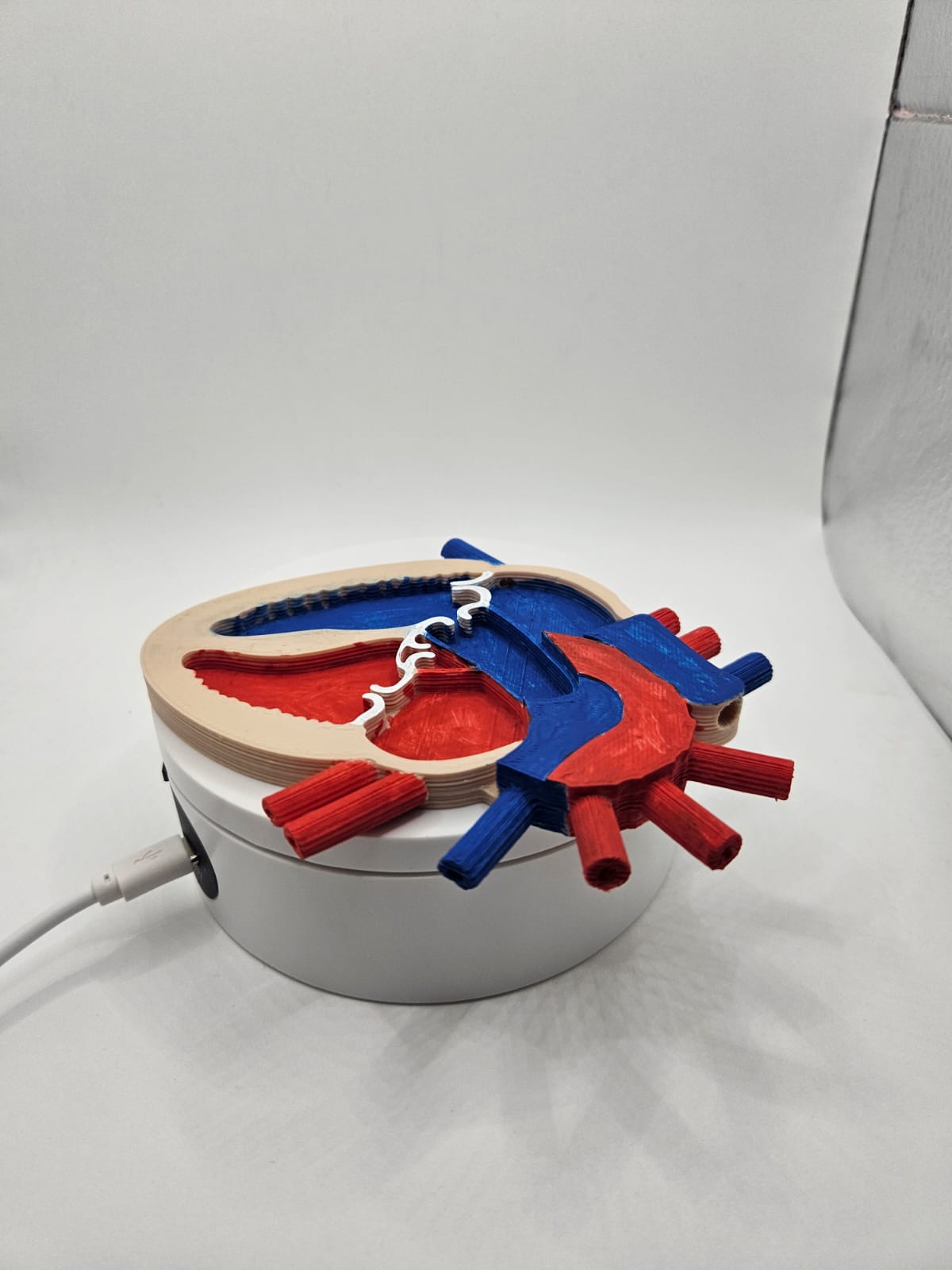 Heart Anatomy — miniatura 2