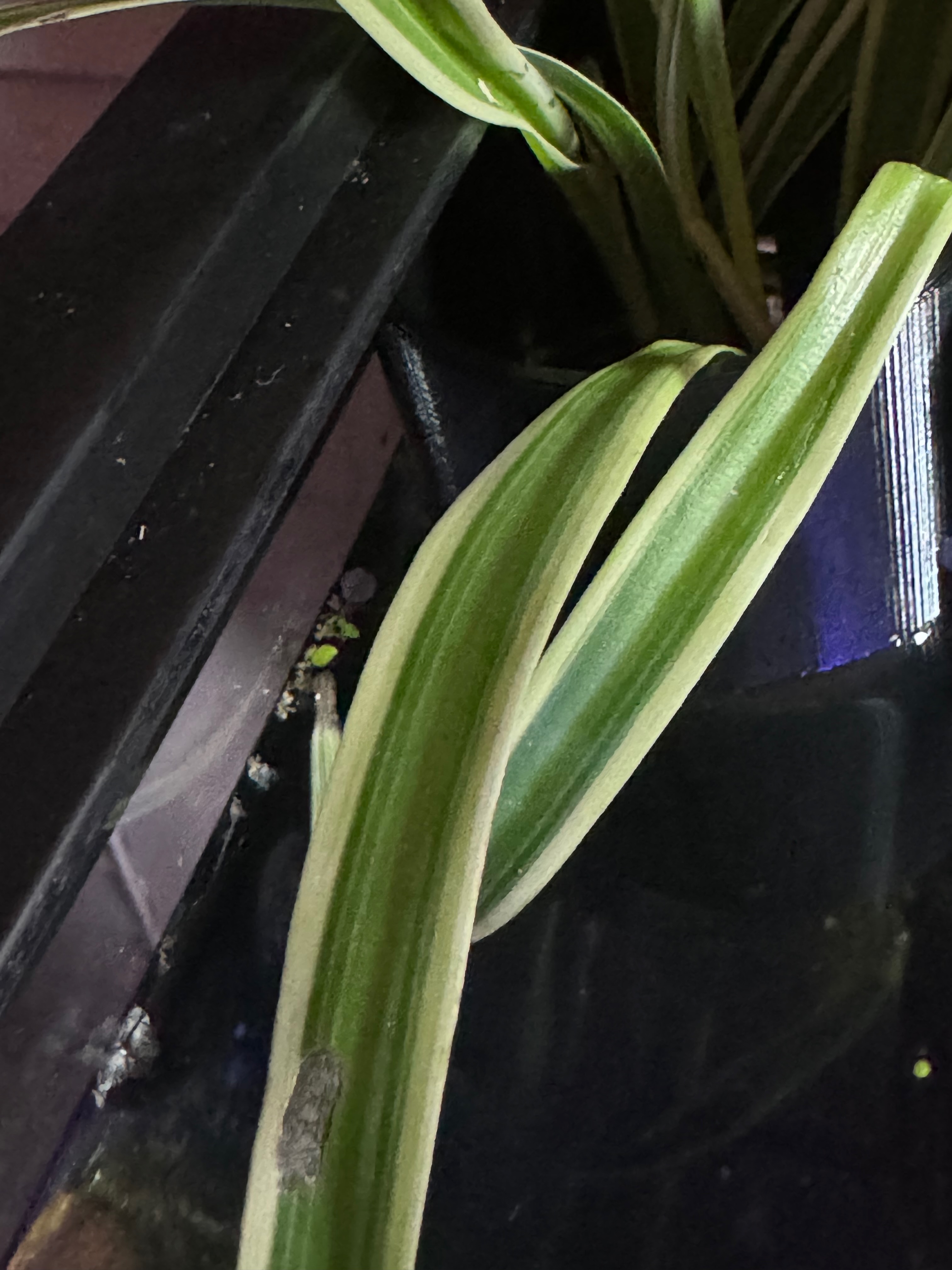 Aquarium Planter