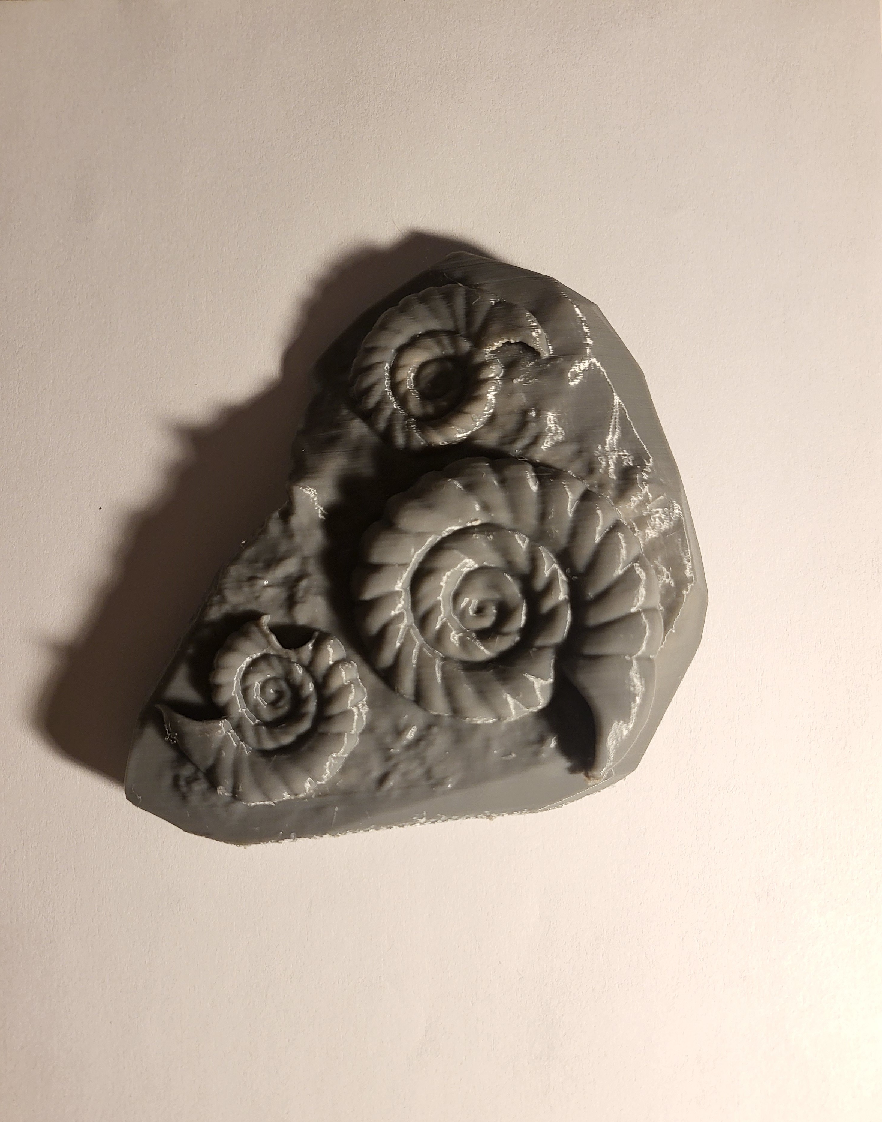 Ammonite Fossil