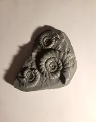 Ammonite Fossil