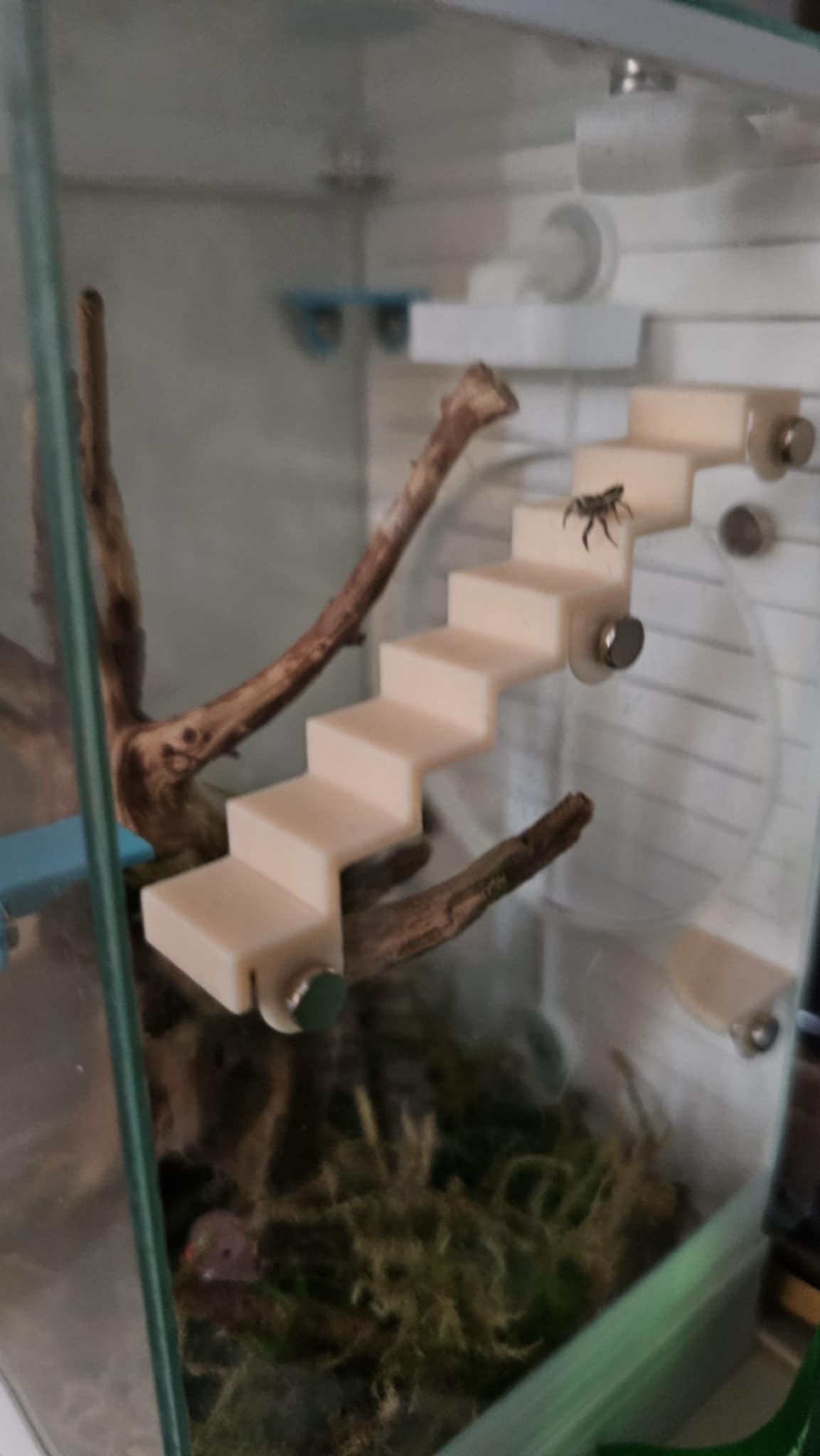 Spider Habitat Stair & Platform Accessories by Jay Peero Download