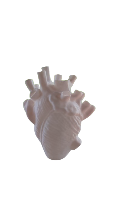 anatomical heart-shaped vessel
