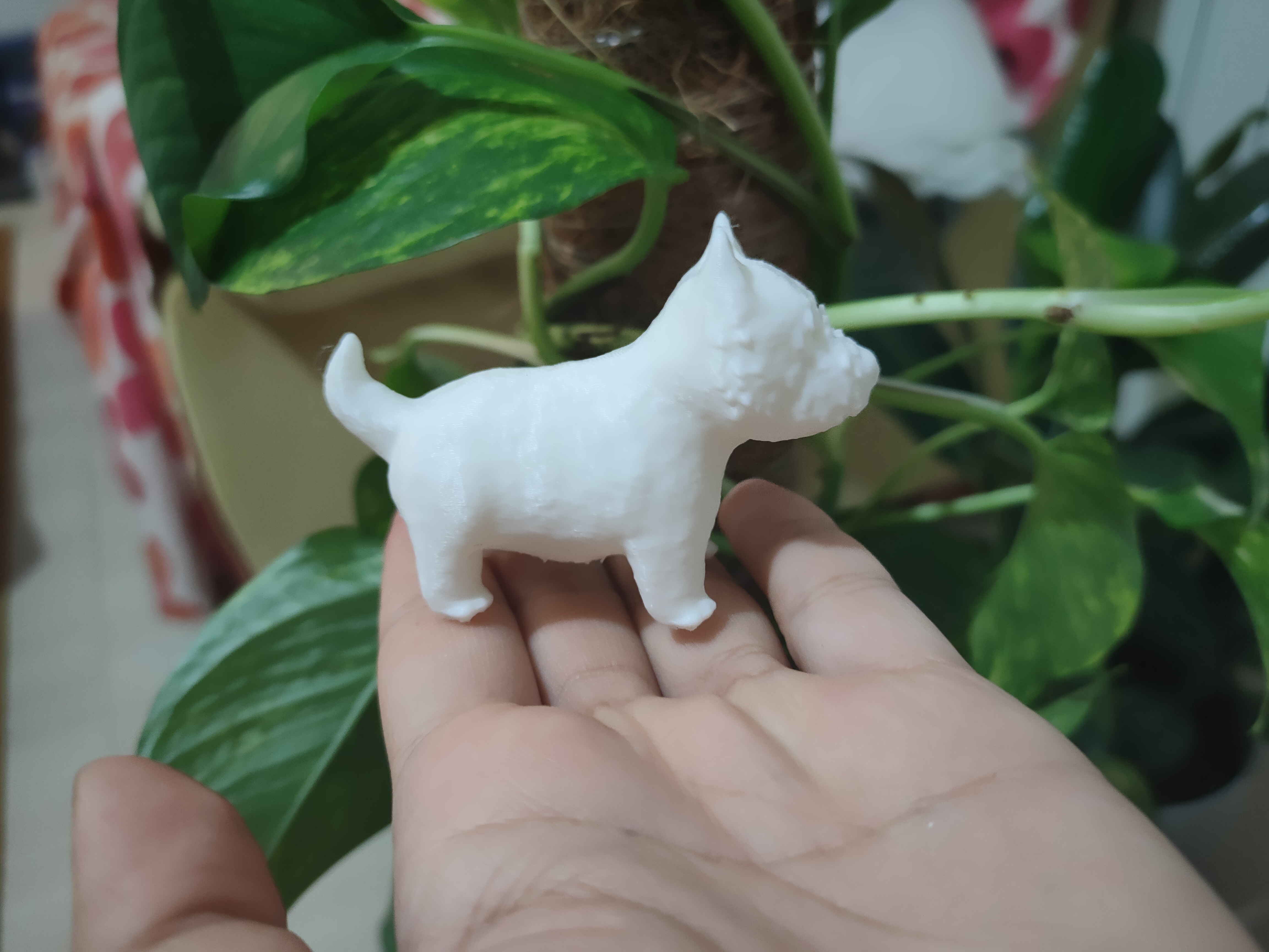 West Highland white terrier