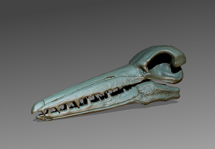Pelagornis Skull
