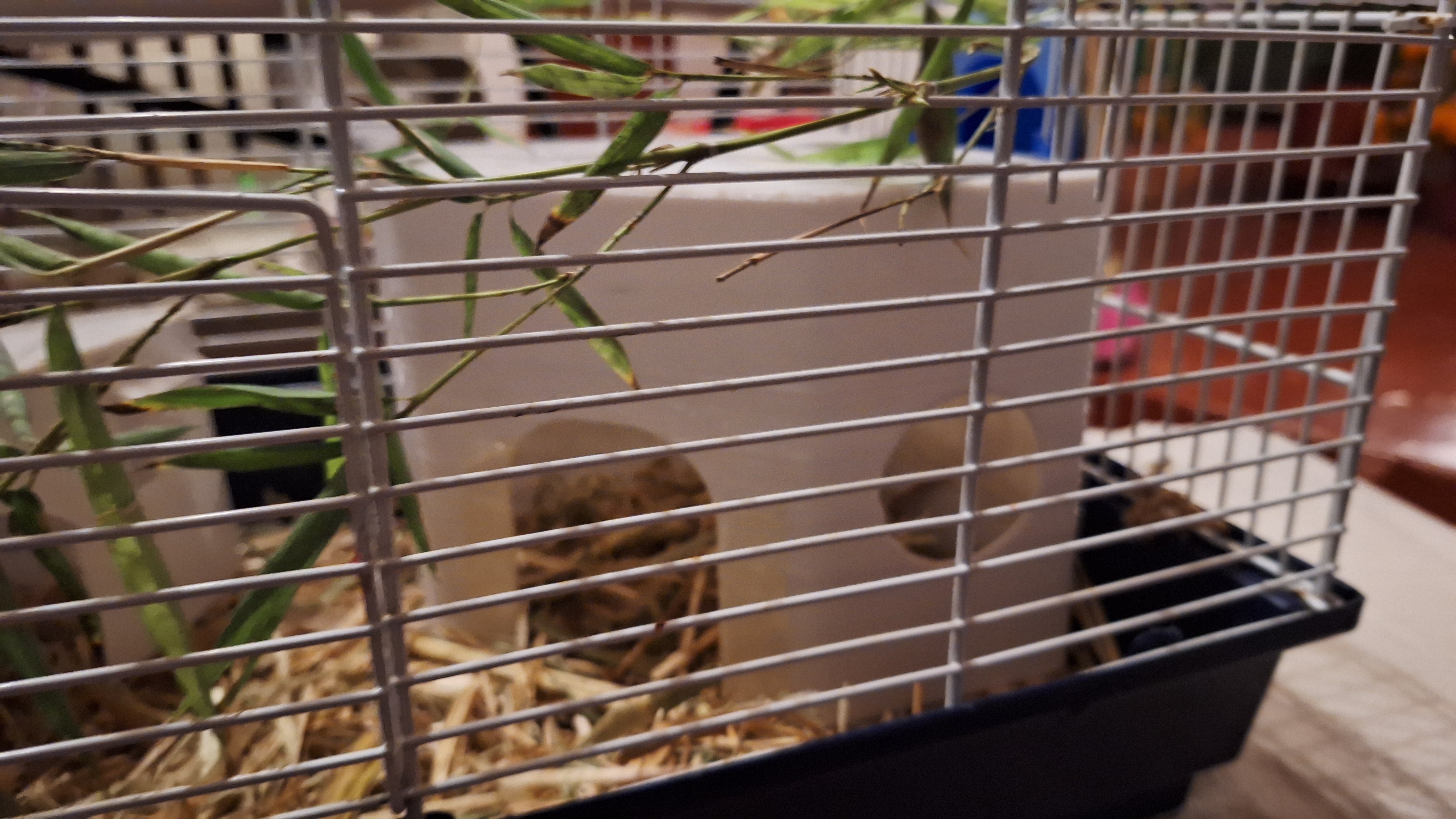 Guinea pig / Hamster House