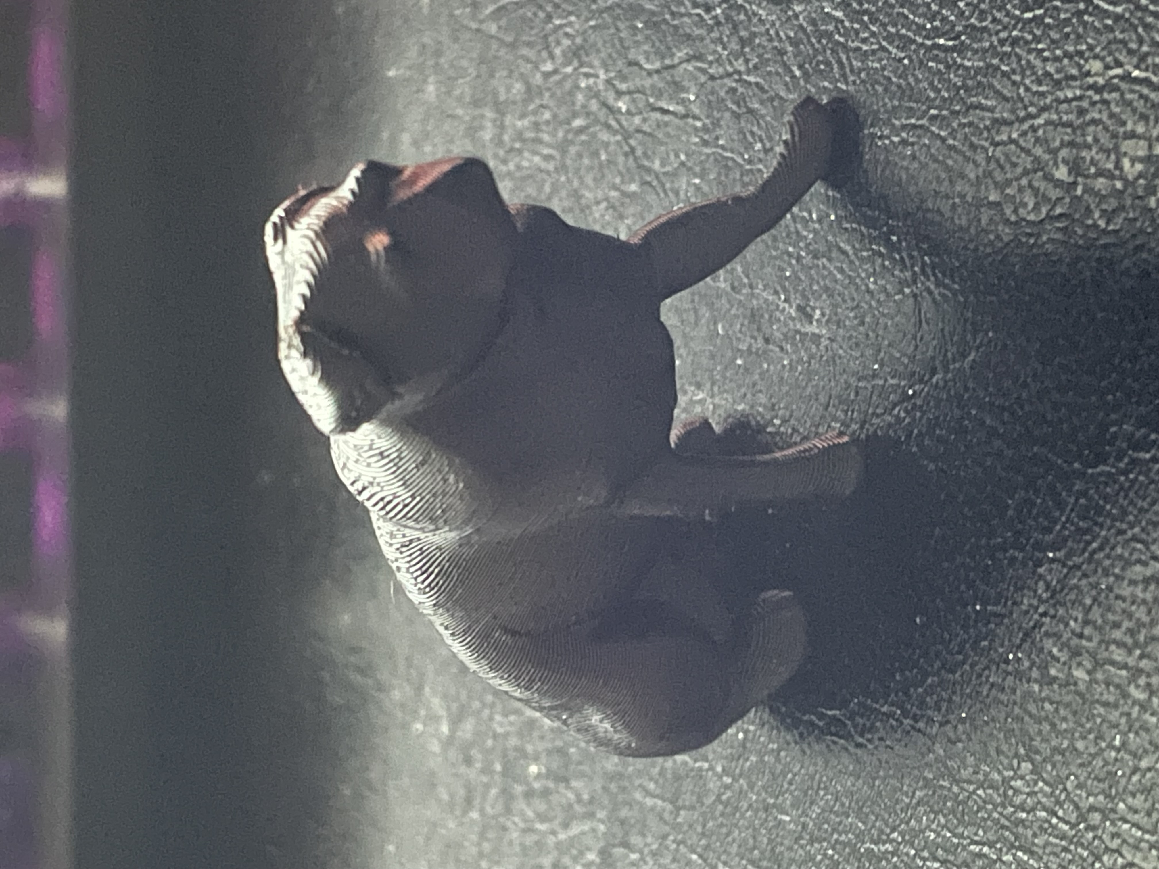 A Posing Pug