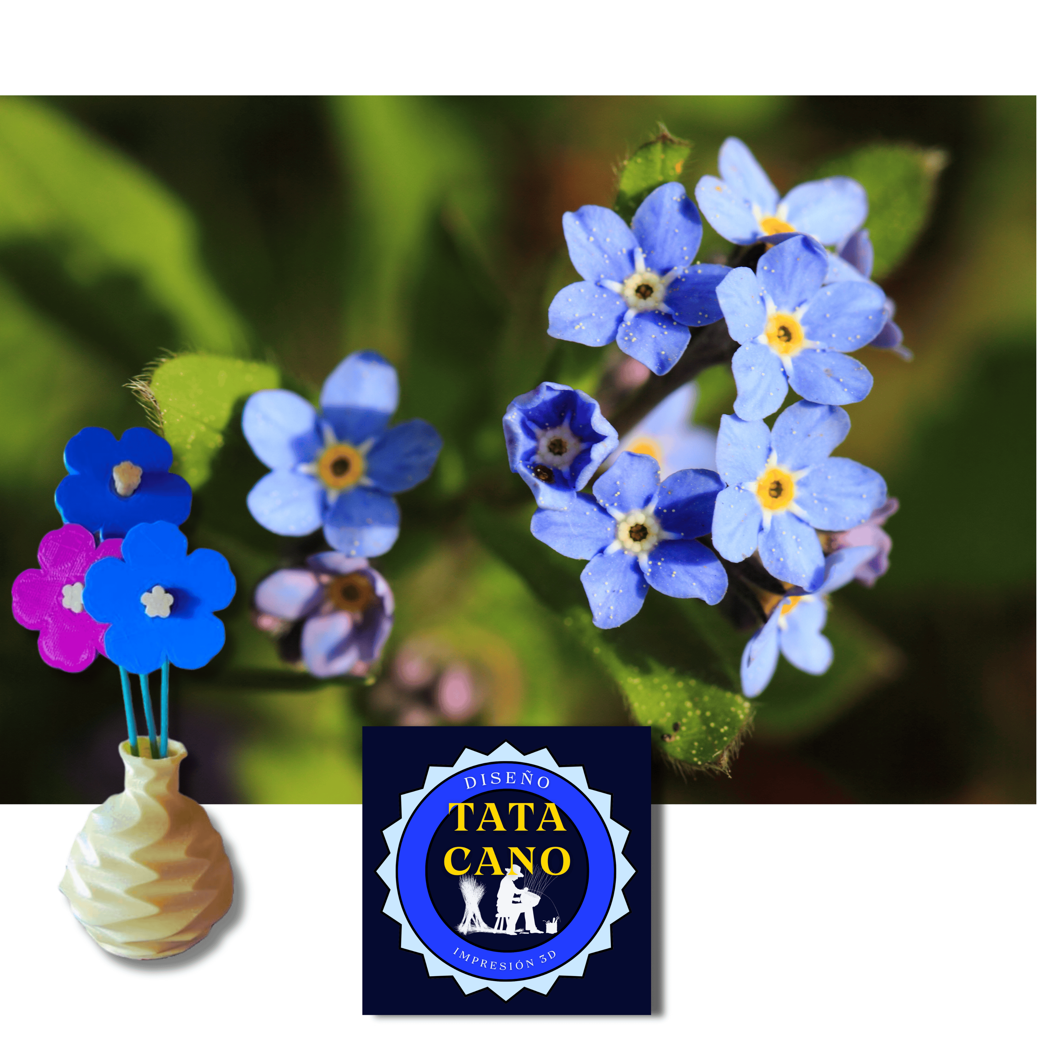 Flores No Me Olvides (Forget me not Flowers)