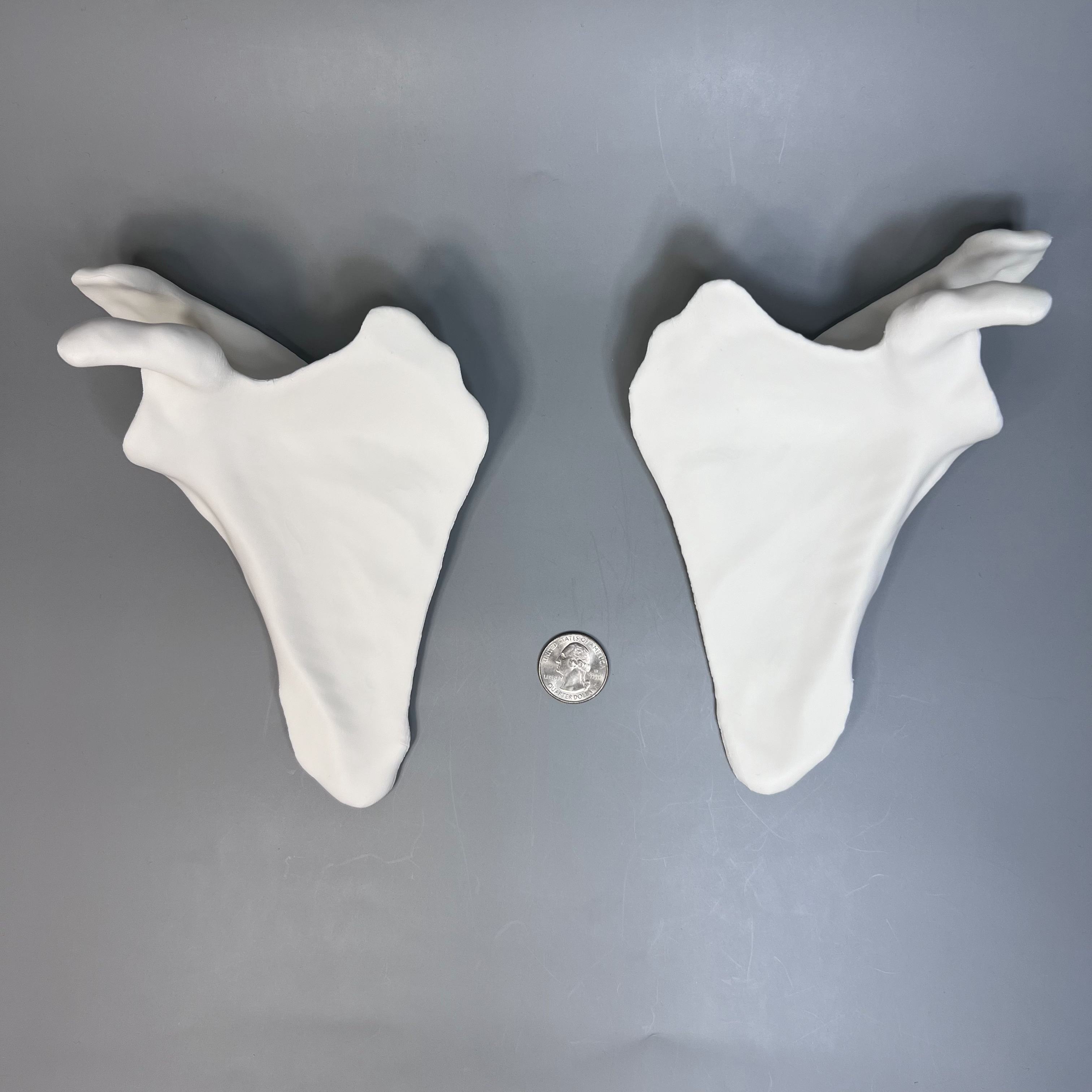 Left and Right Scapula from CT scan, Life Size — miniatura 3