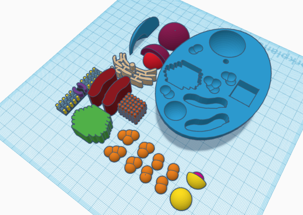Eukaryotic Cell