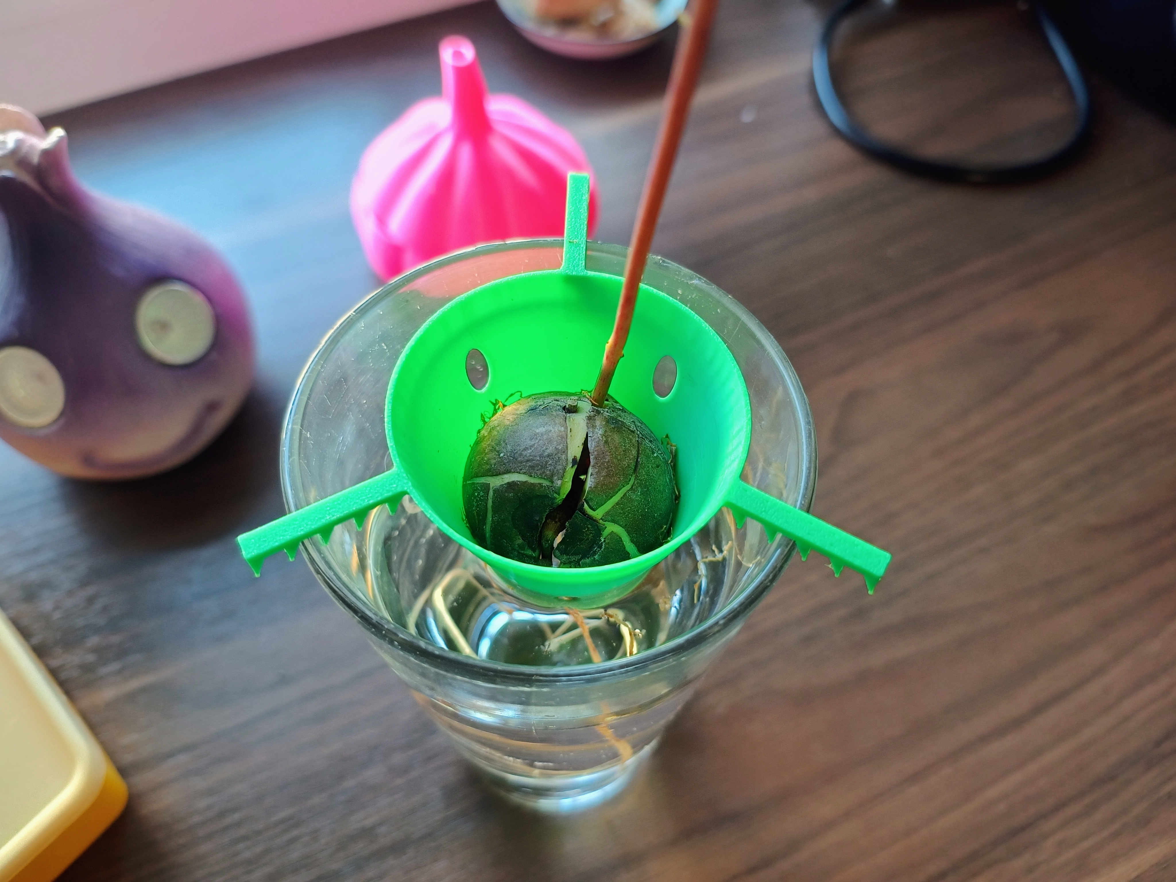 Avocado seed sprouter