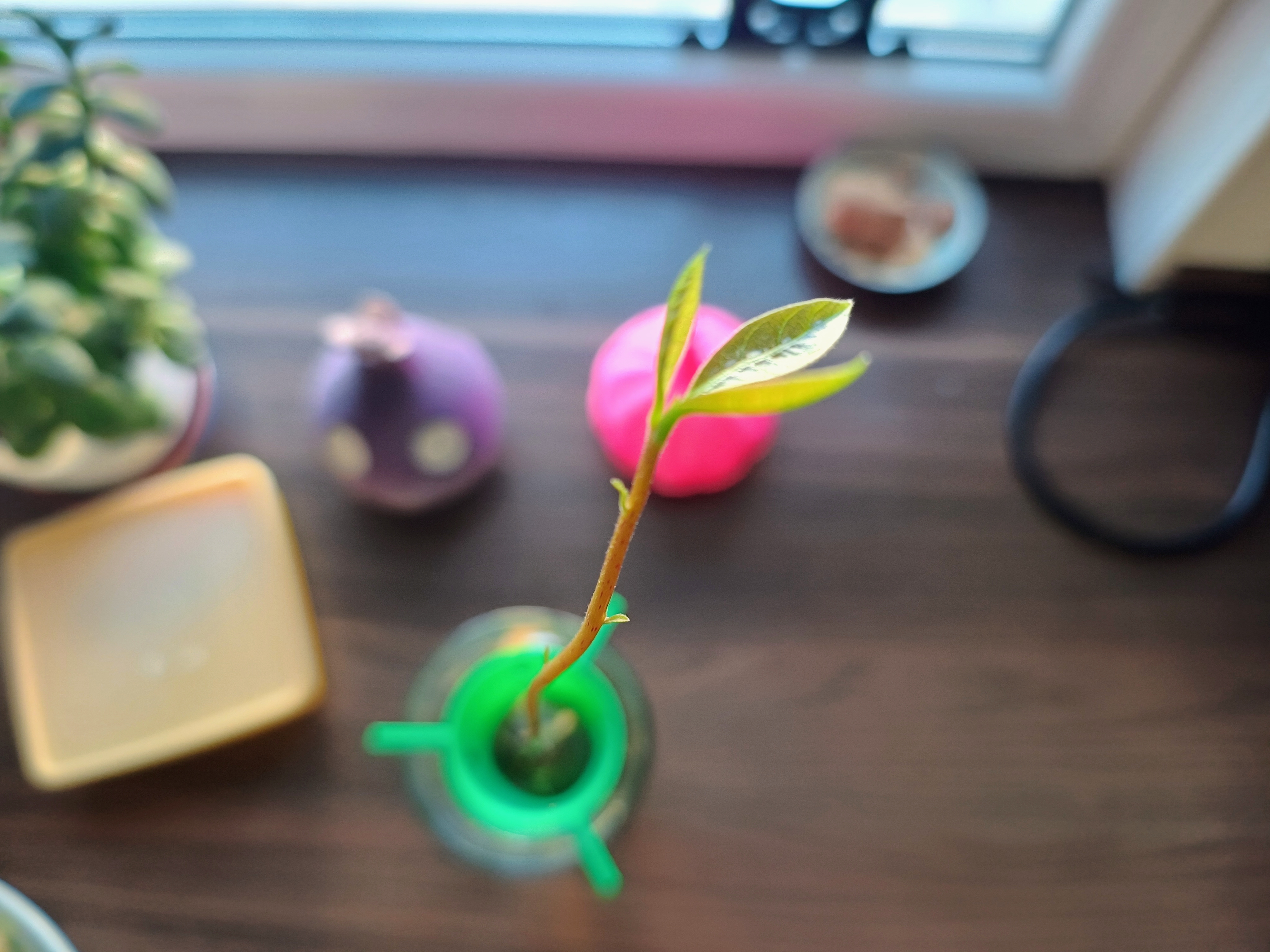 Avocado seed sprouter — miniatura 3