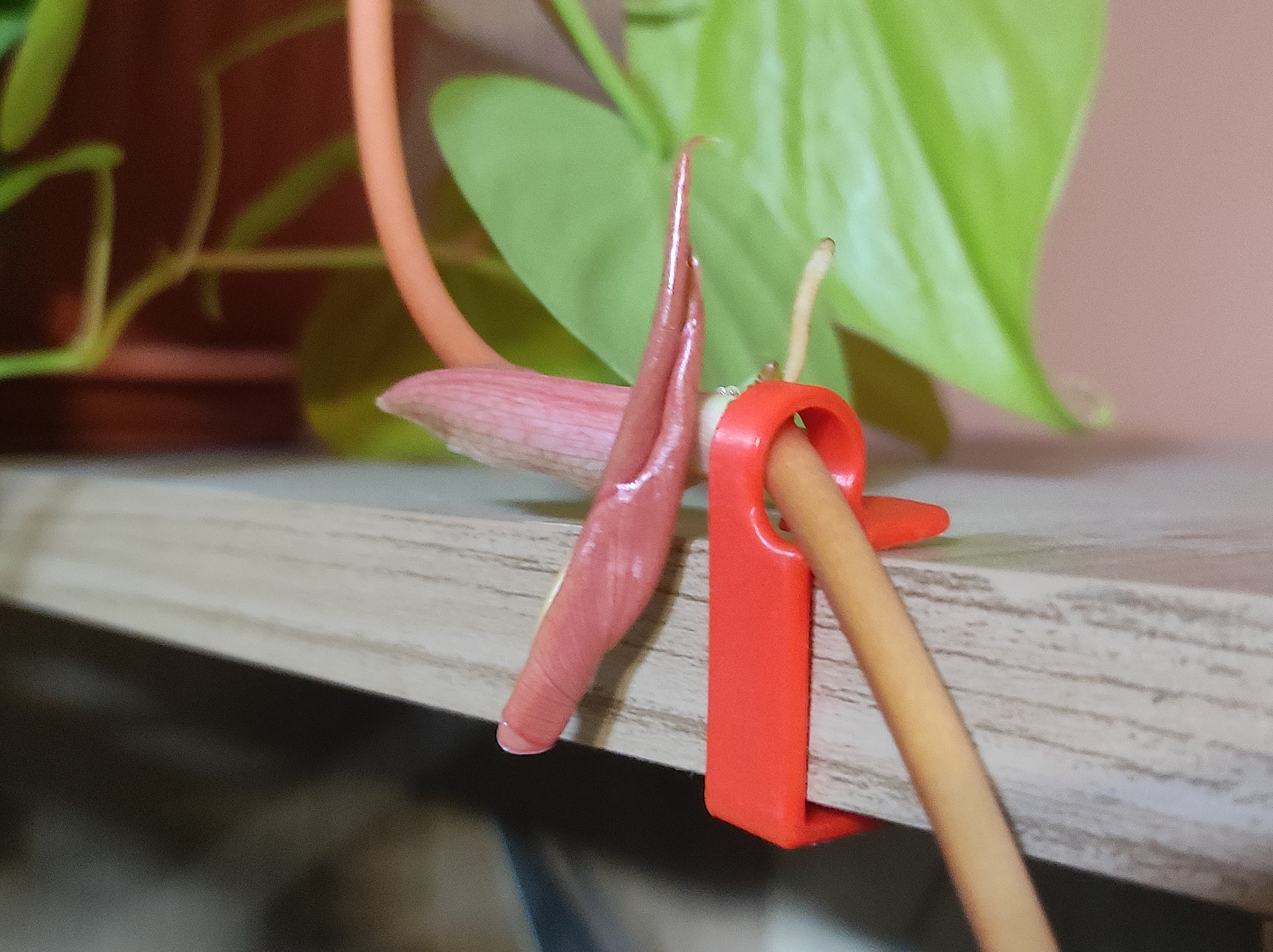 Shelf plant clip