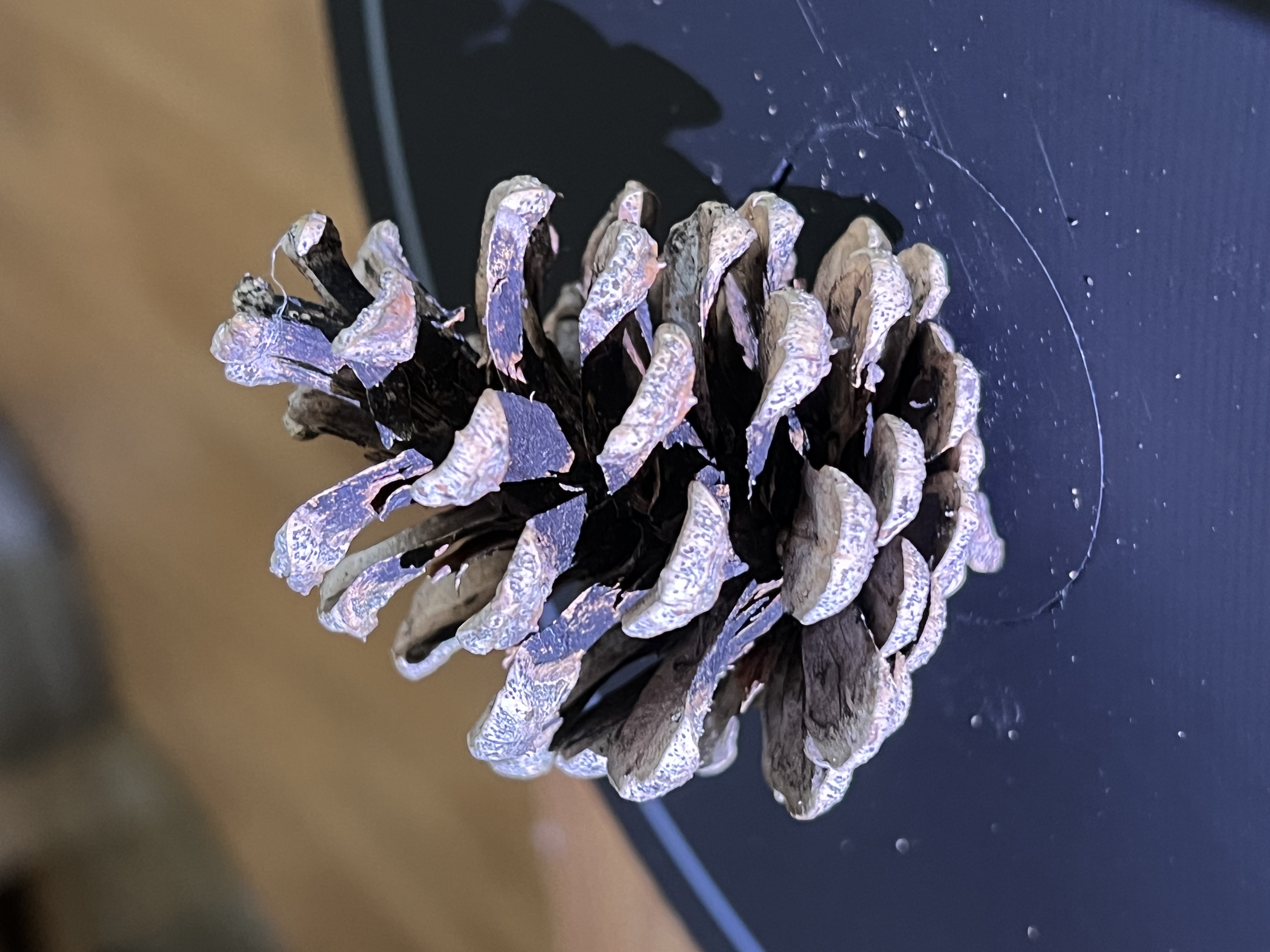 Vánoční Šiška; 3D scan   -   Christmas Cone; 3D scan