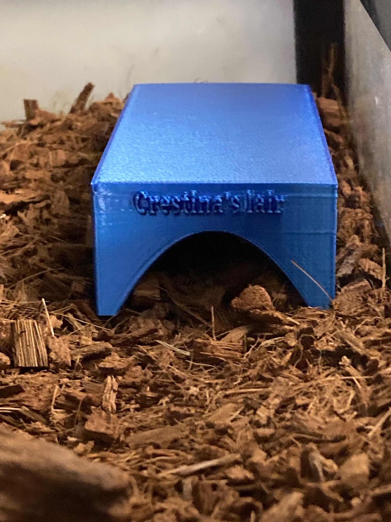Gecko hide