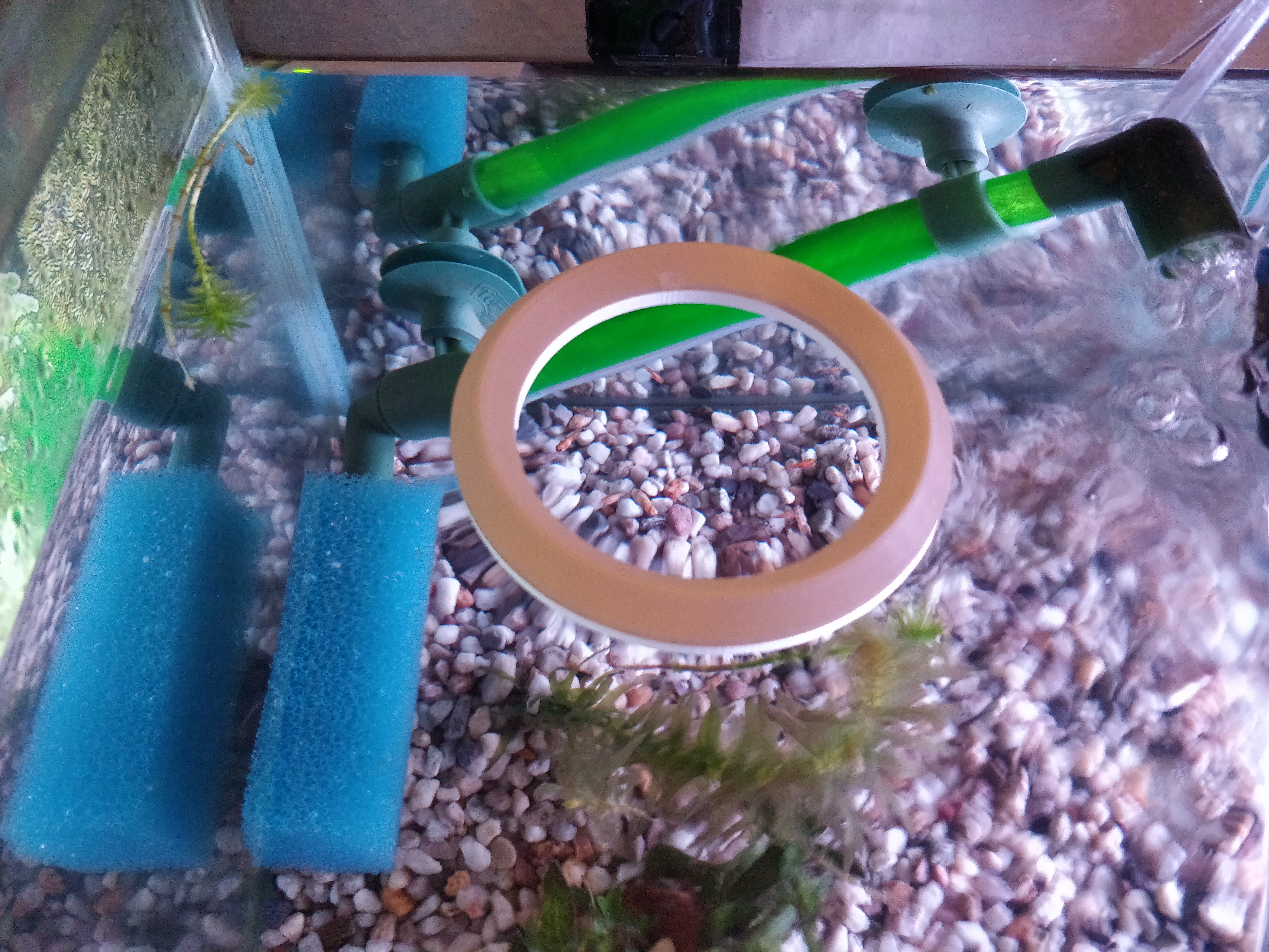 Aquarium floating fish (feeder)