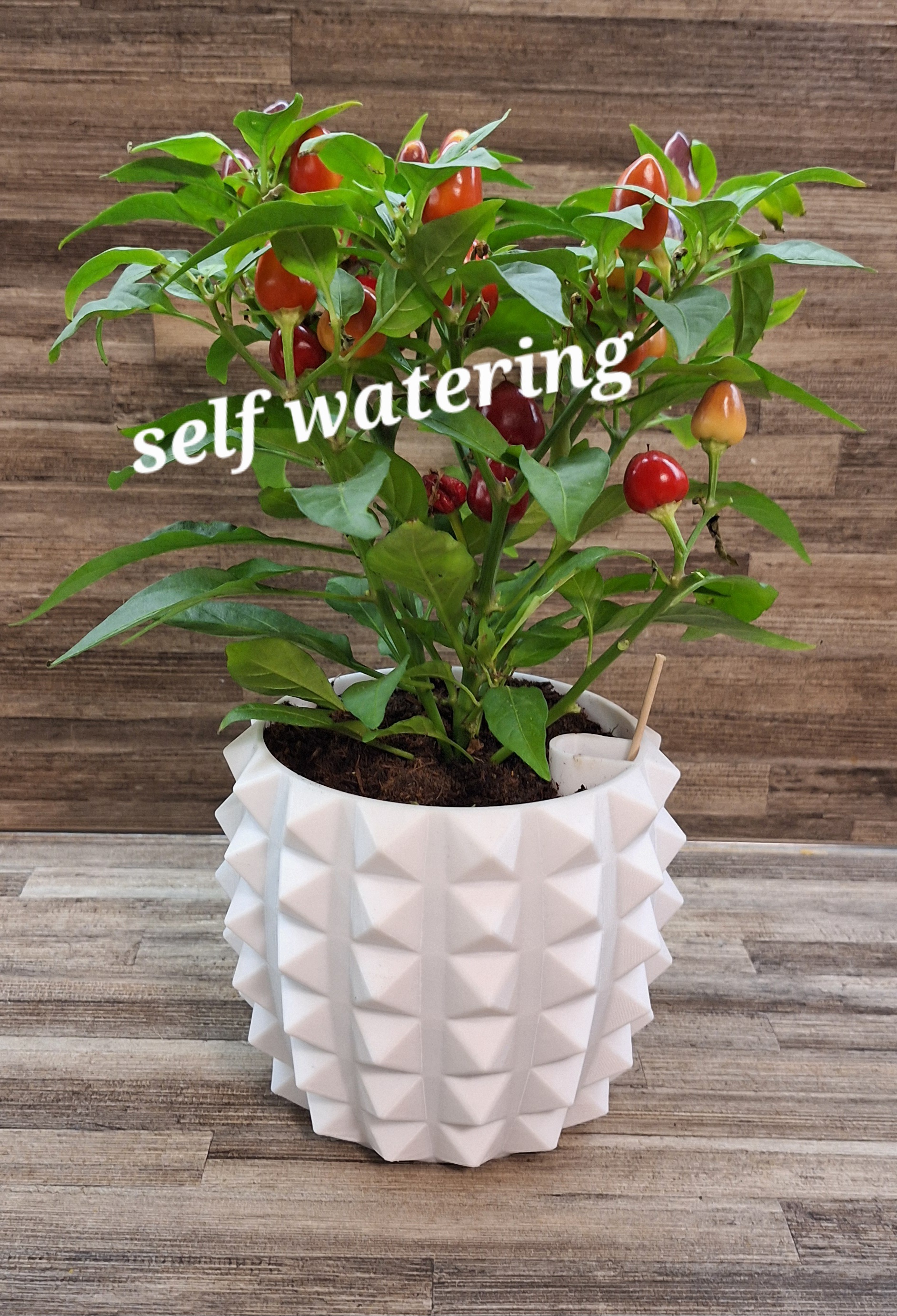 Plant pot
