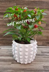 Plant pot