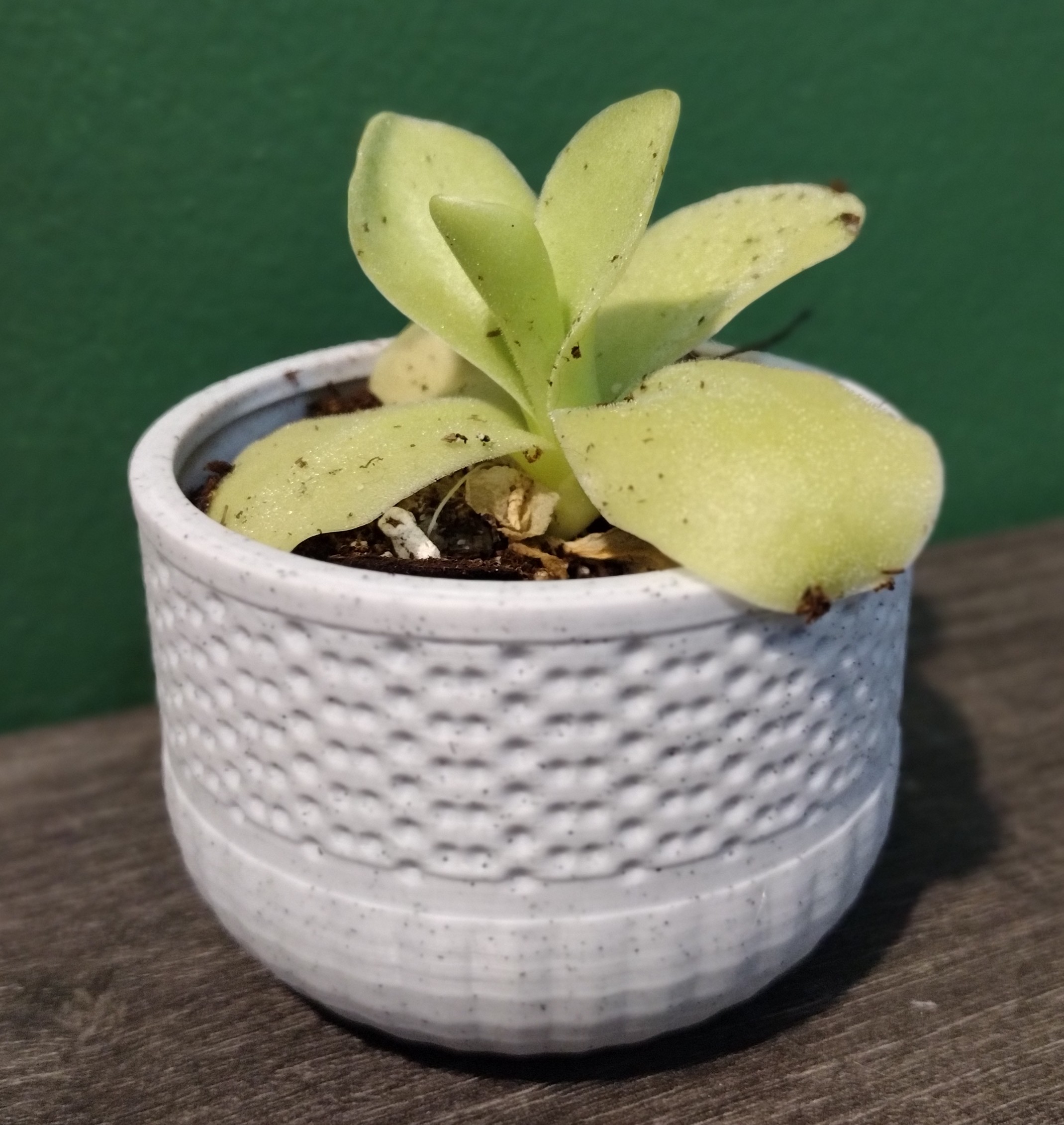 "The Succulent" Plant Pot