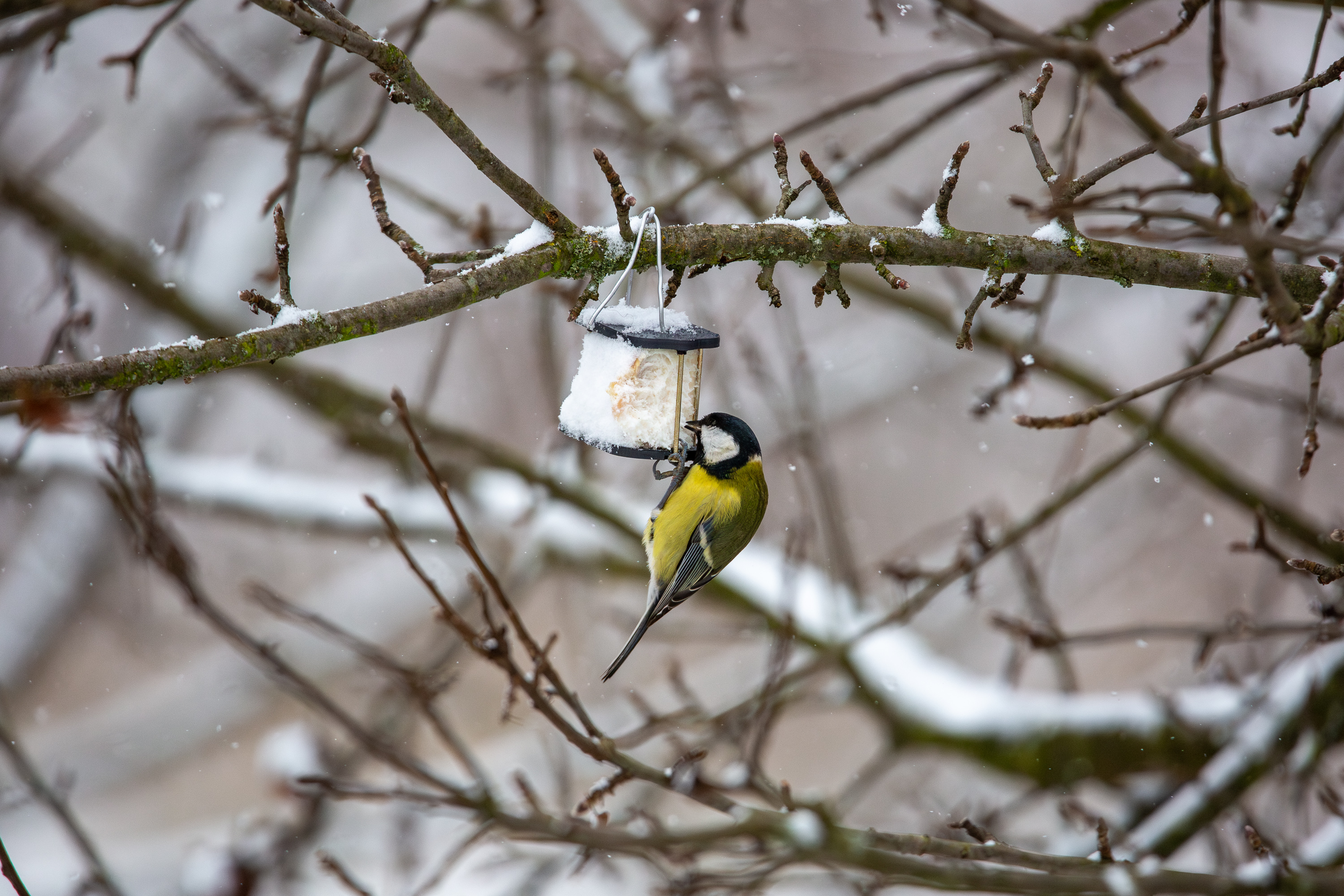 Bird feeder, Suet / Salo holder, simple and easy
