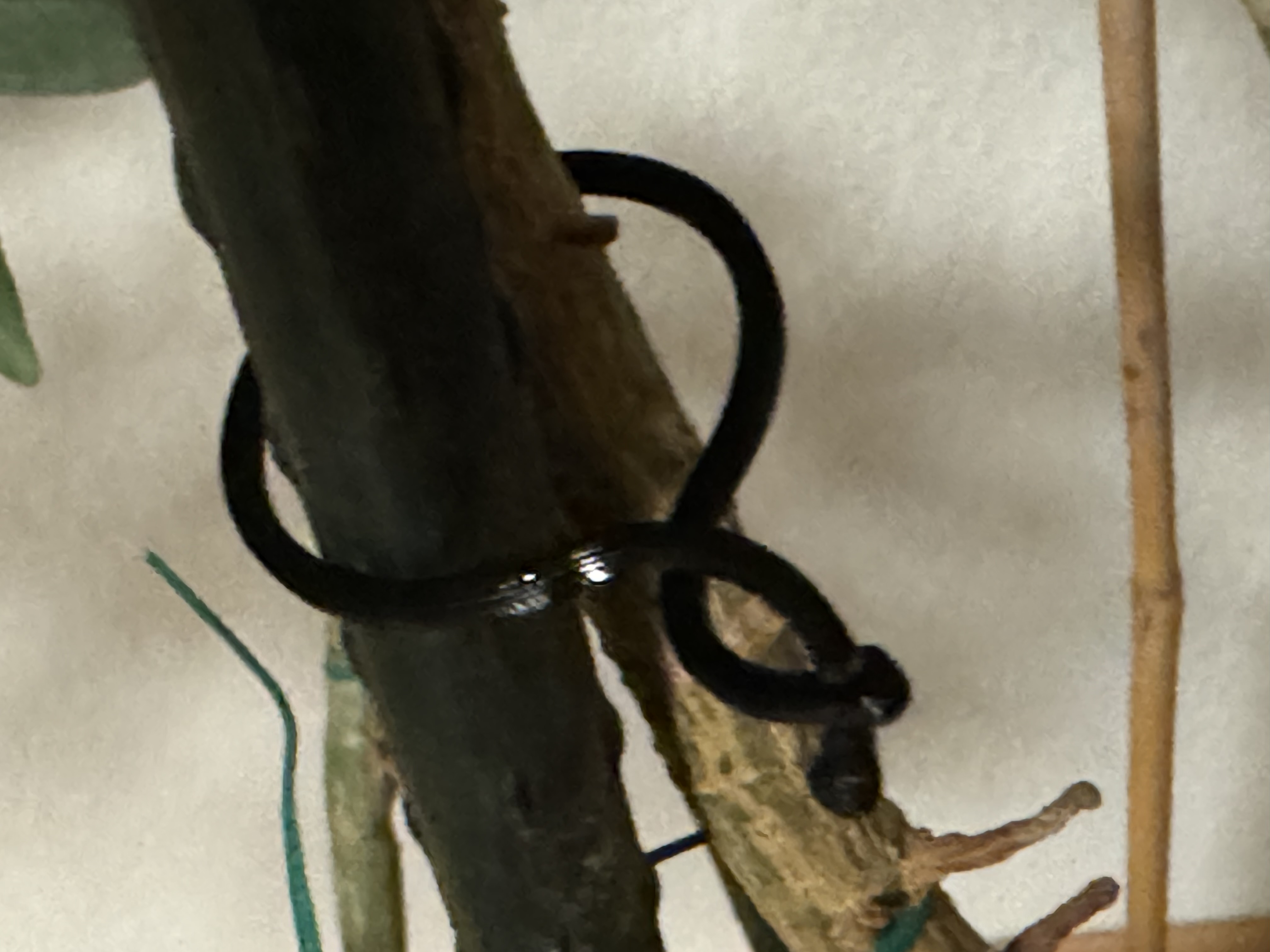 Plant Cramp — thumbnail 2