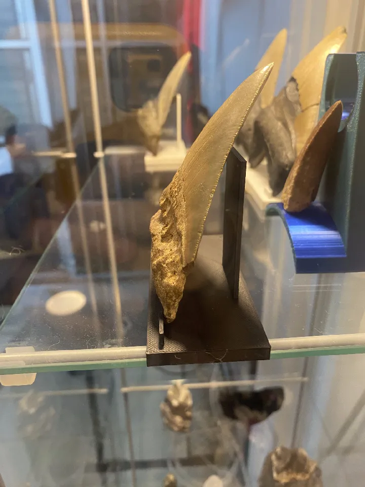 Megalodon Tooth Stand by Netanel Zohar | Download free STL model ...