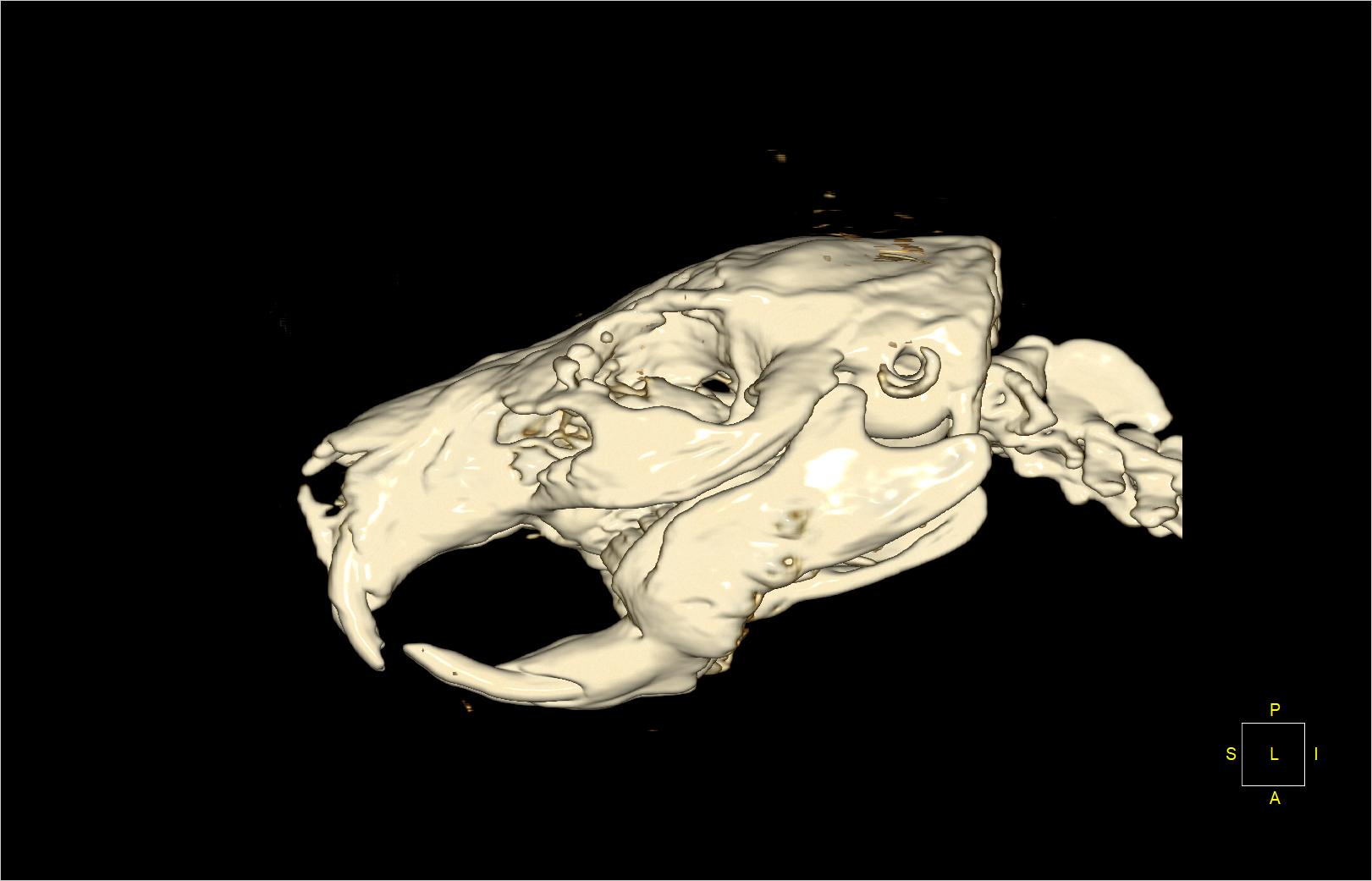 The skull of a guinea pig created on the basis of CT