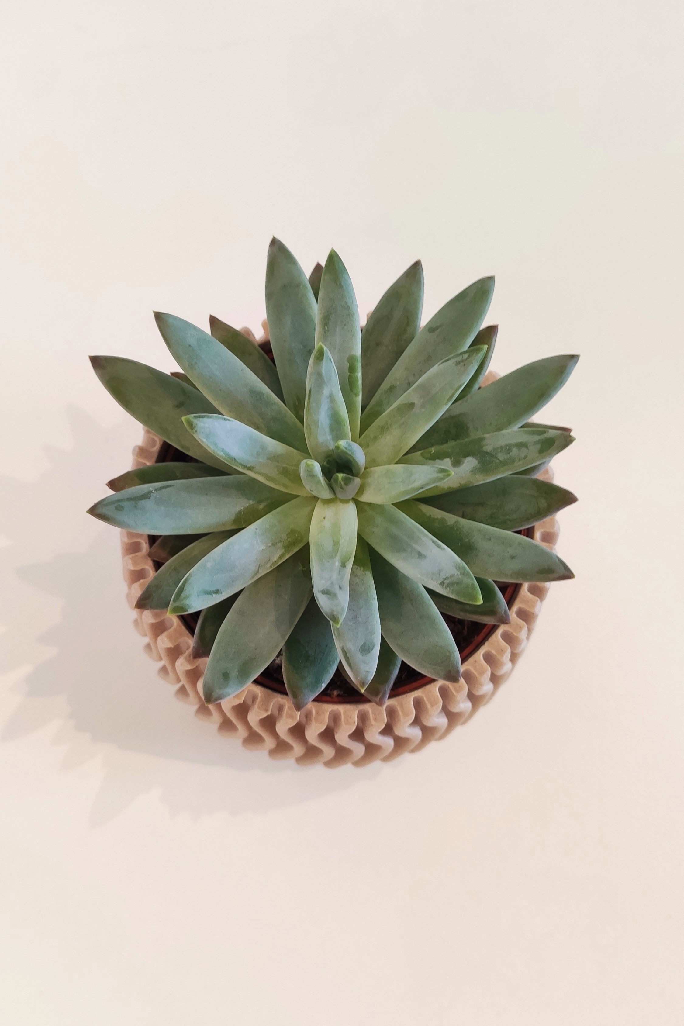 Succulent planter 85mm — thumbnail 3
