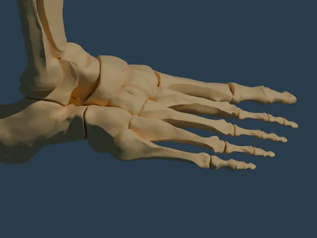 Feet Anatomy (High Resolution) FOR FREE? IN THIS ECONOMY?