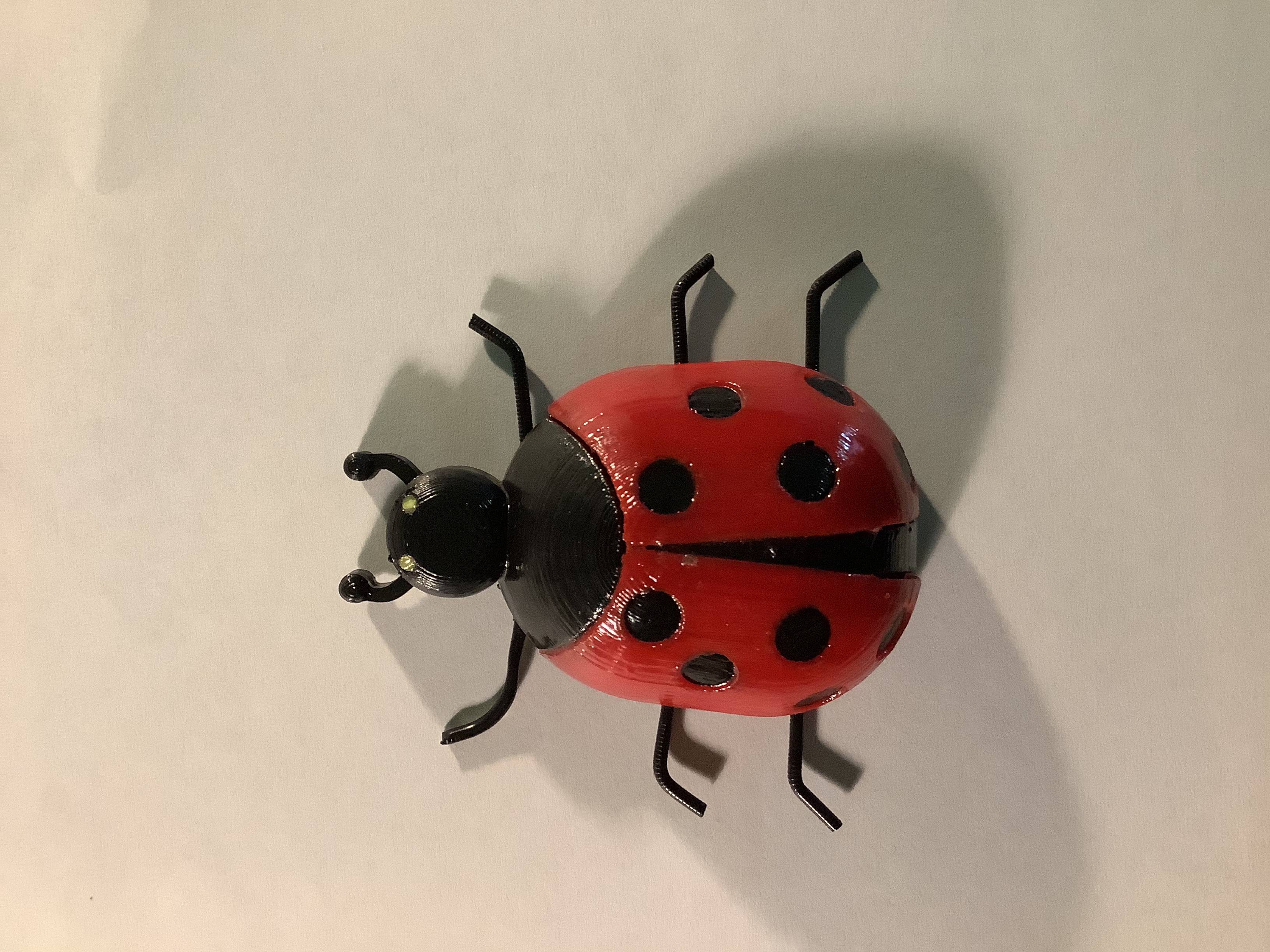 ladybug