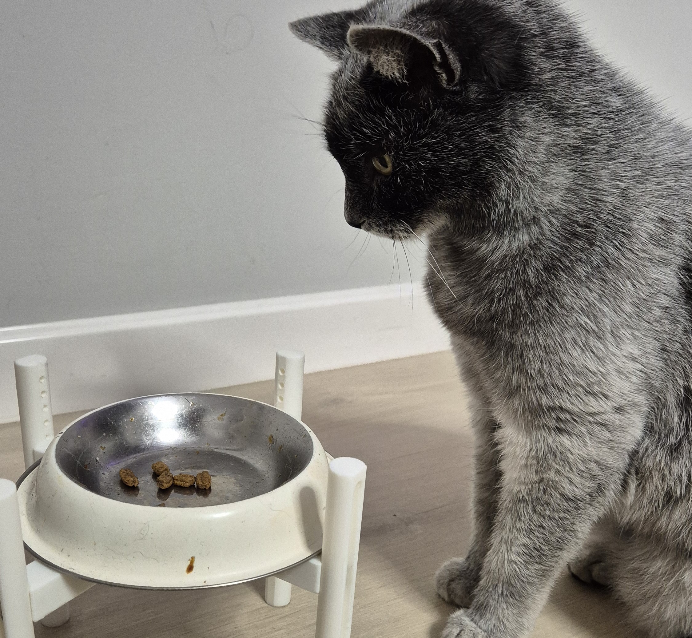 Cat bowl Riser For 160mm bowls