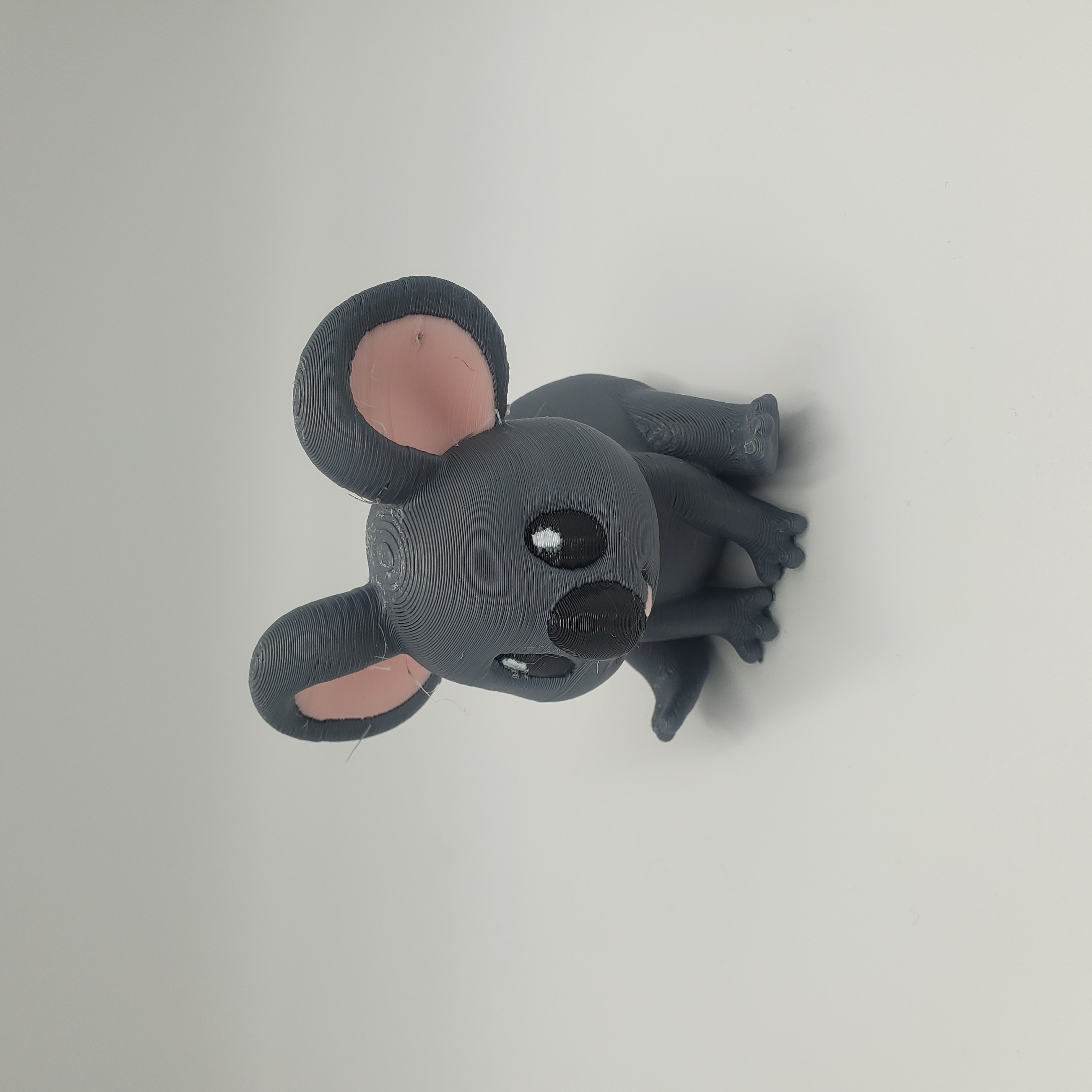 Baby Koala