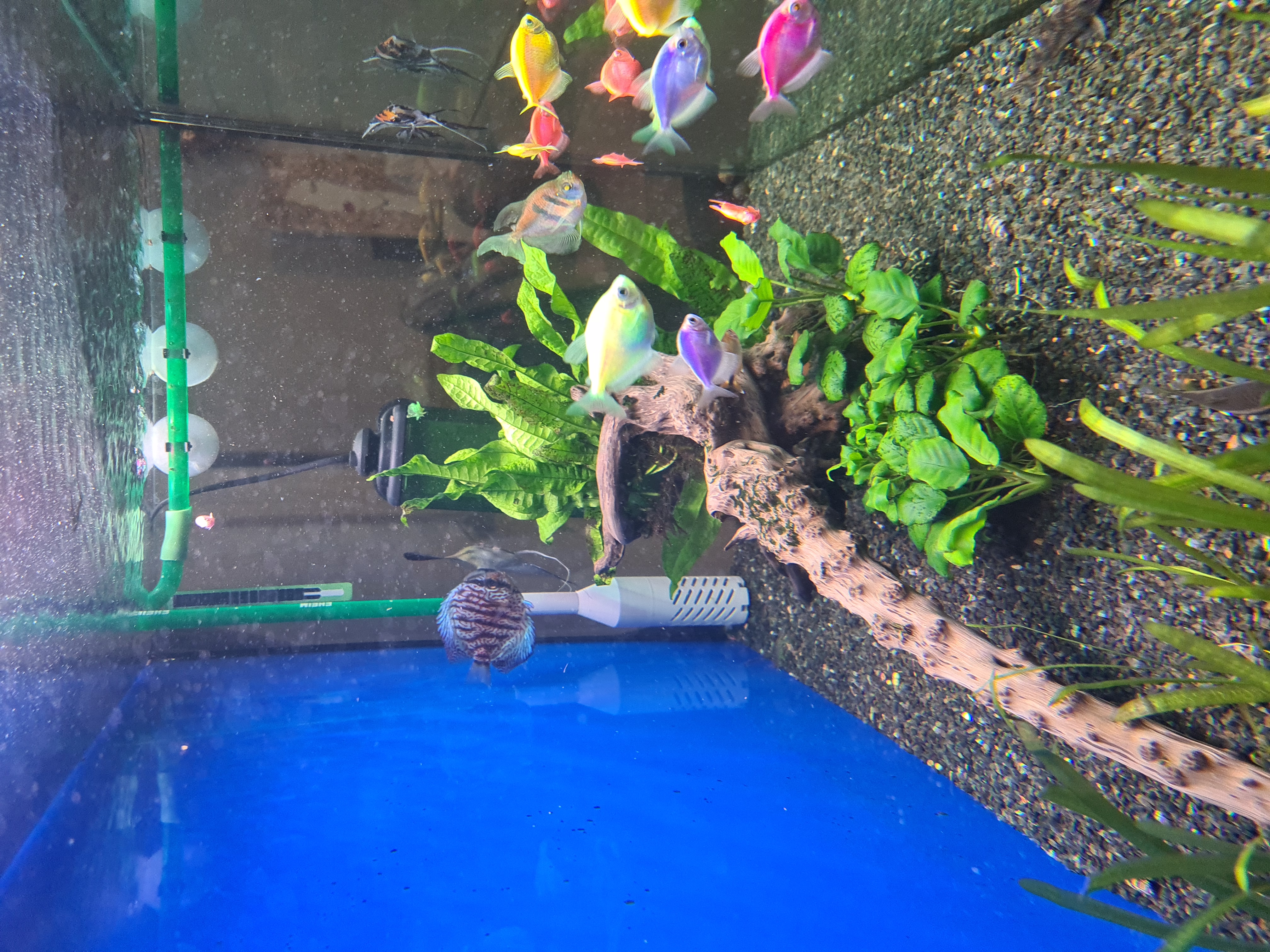 Aquarium Filter Strainer 12mm