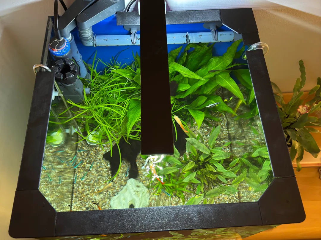 Fish Jump Guard for Dennerle NanoCube 60 (60L)