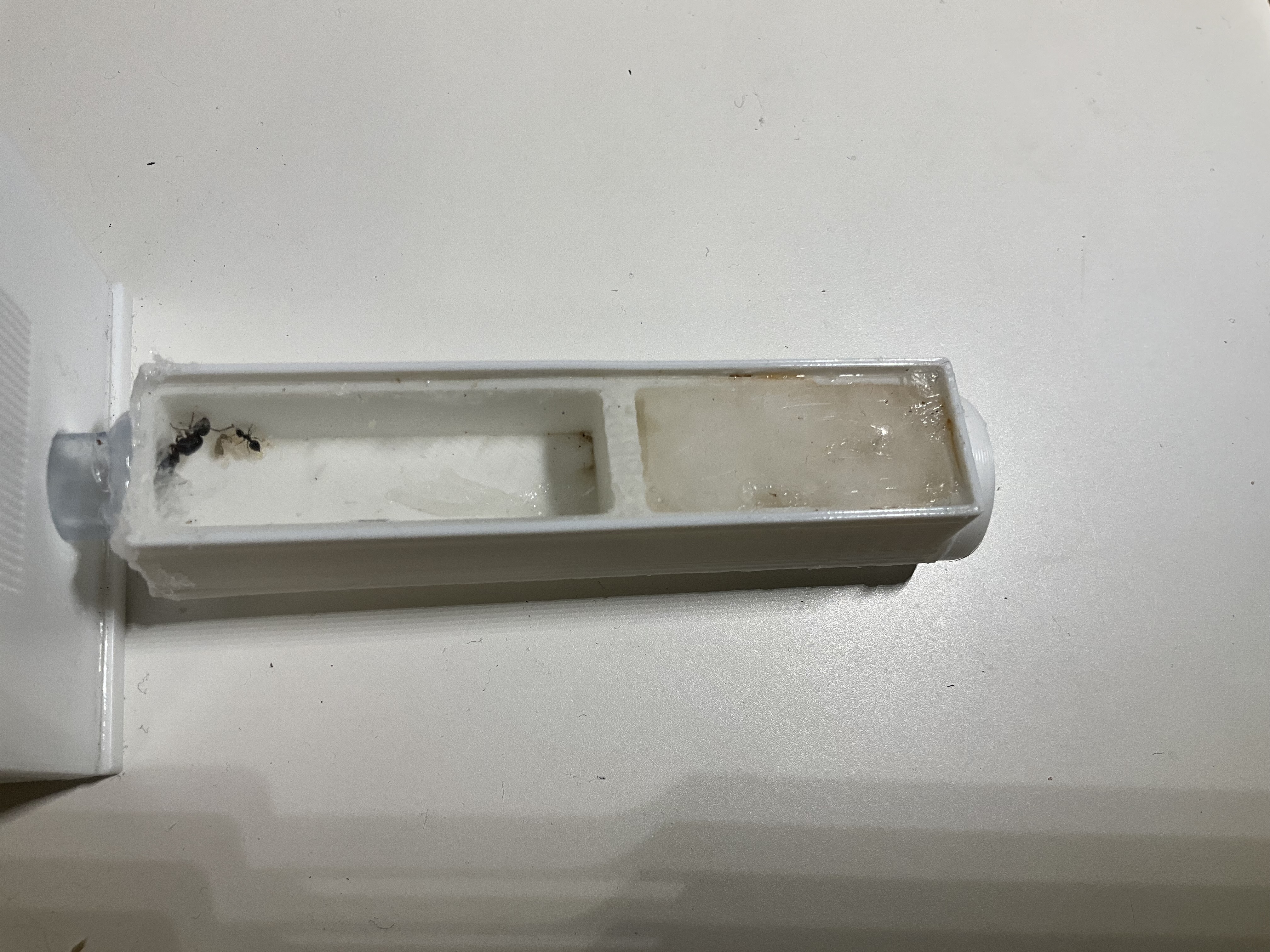 Small founding formicarium