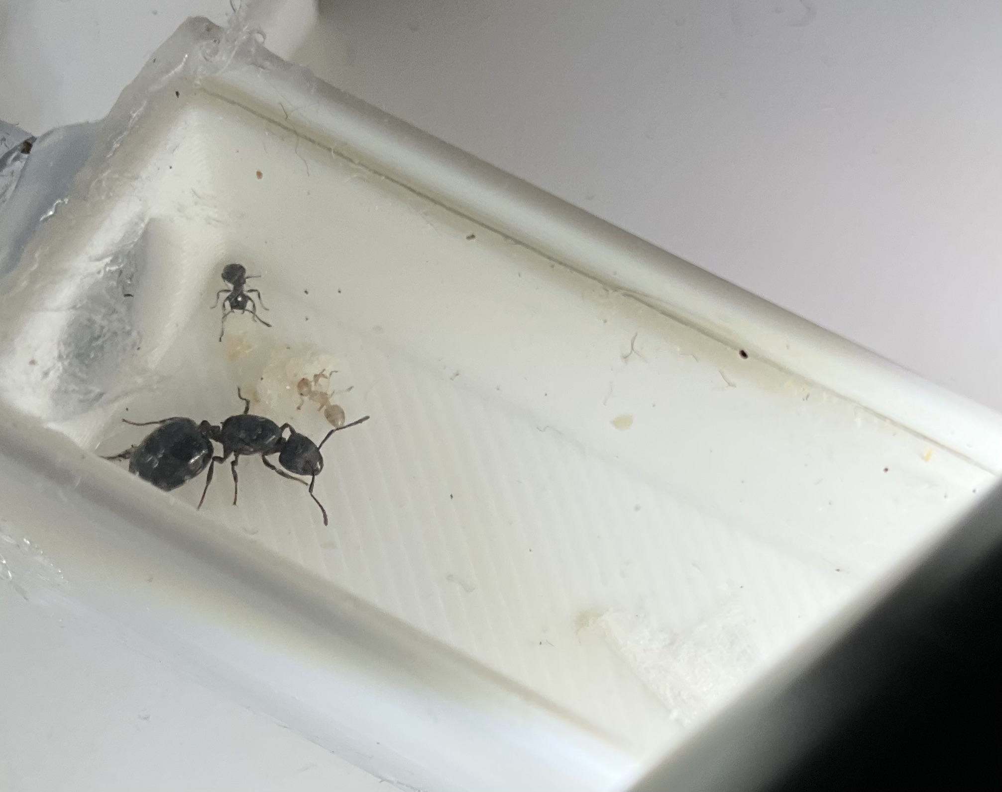 Small founding formicarium — miniatura 2