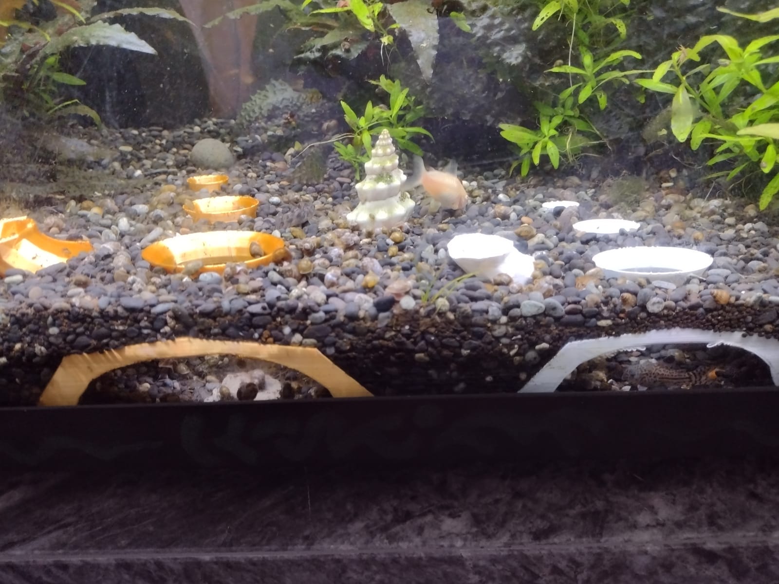 Shrimp Pantheon