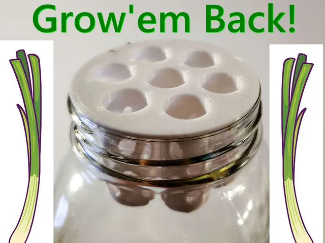 Green Onion Scallion Mason Jar Farm Re Grow Hydroponic Kratky TEMU