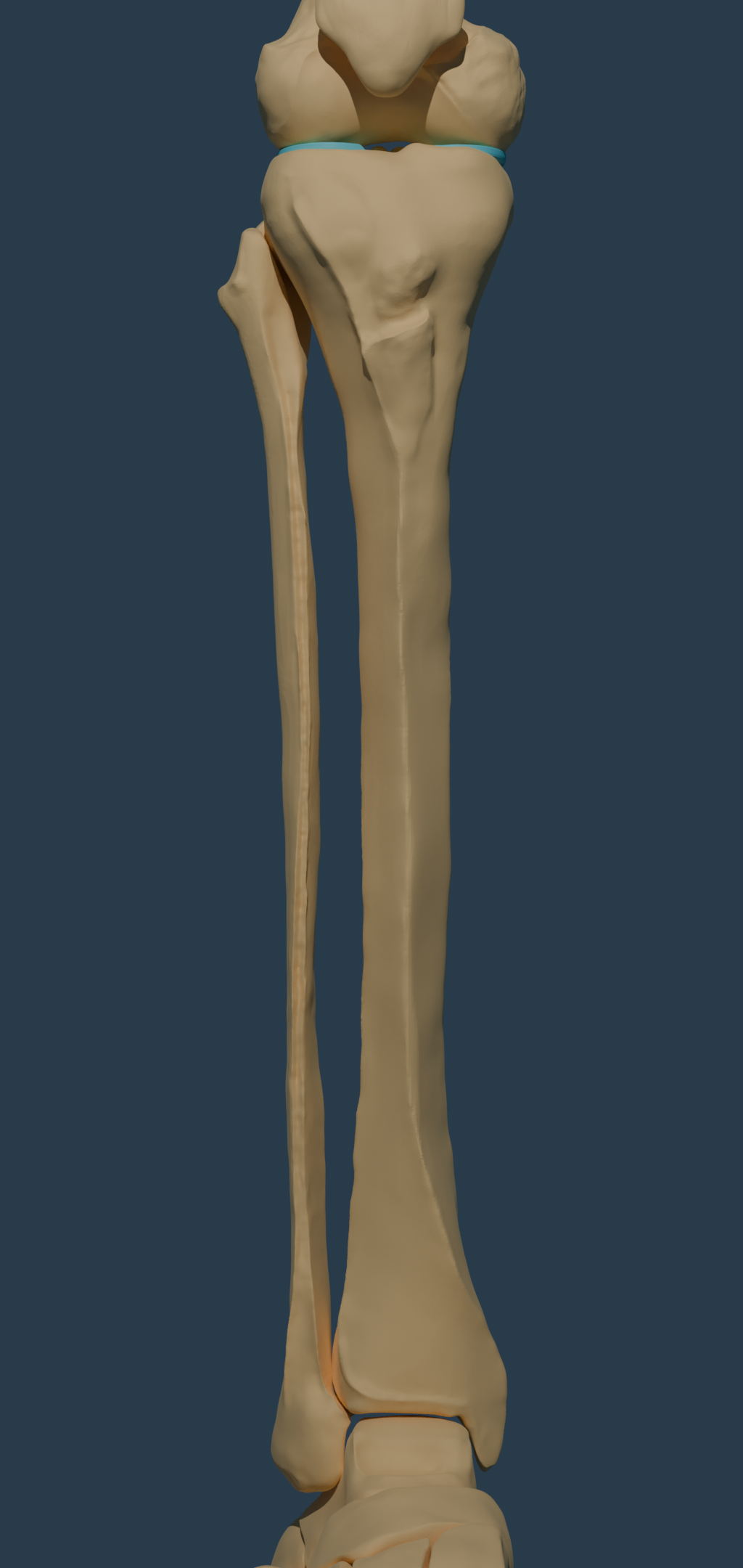 Tibia and Fibula (HighRes)